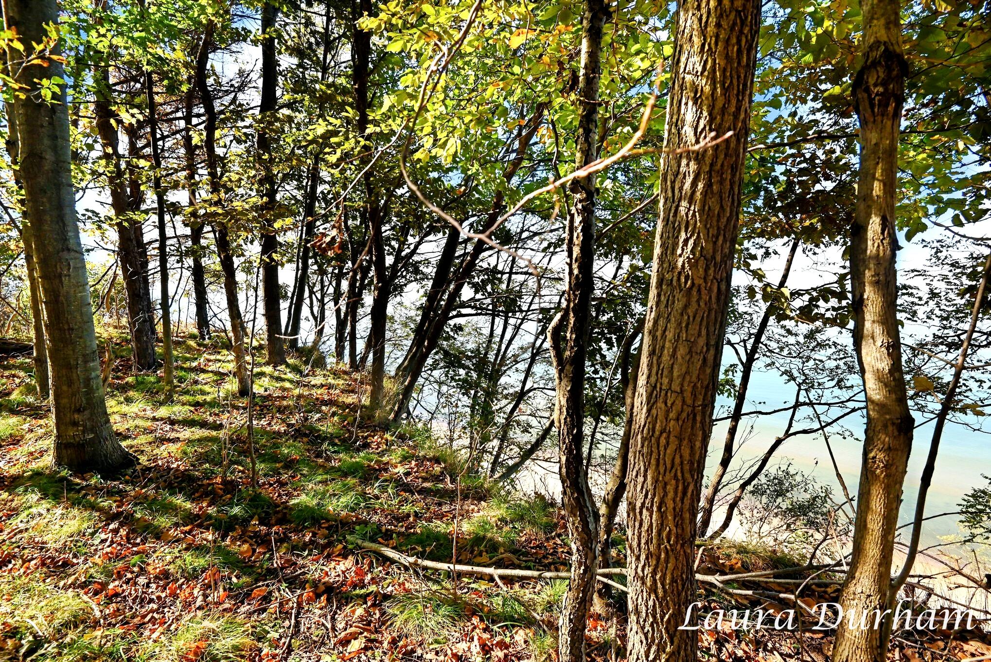 Leon Avenue Fennville MI 49408