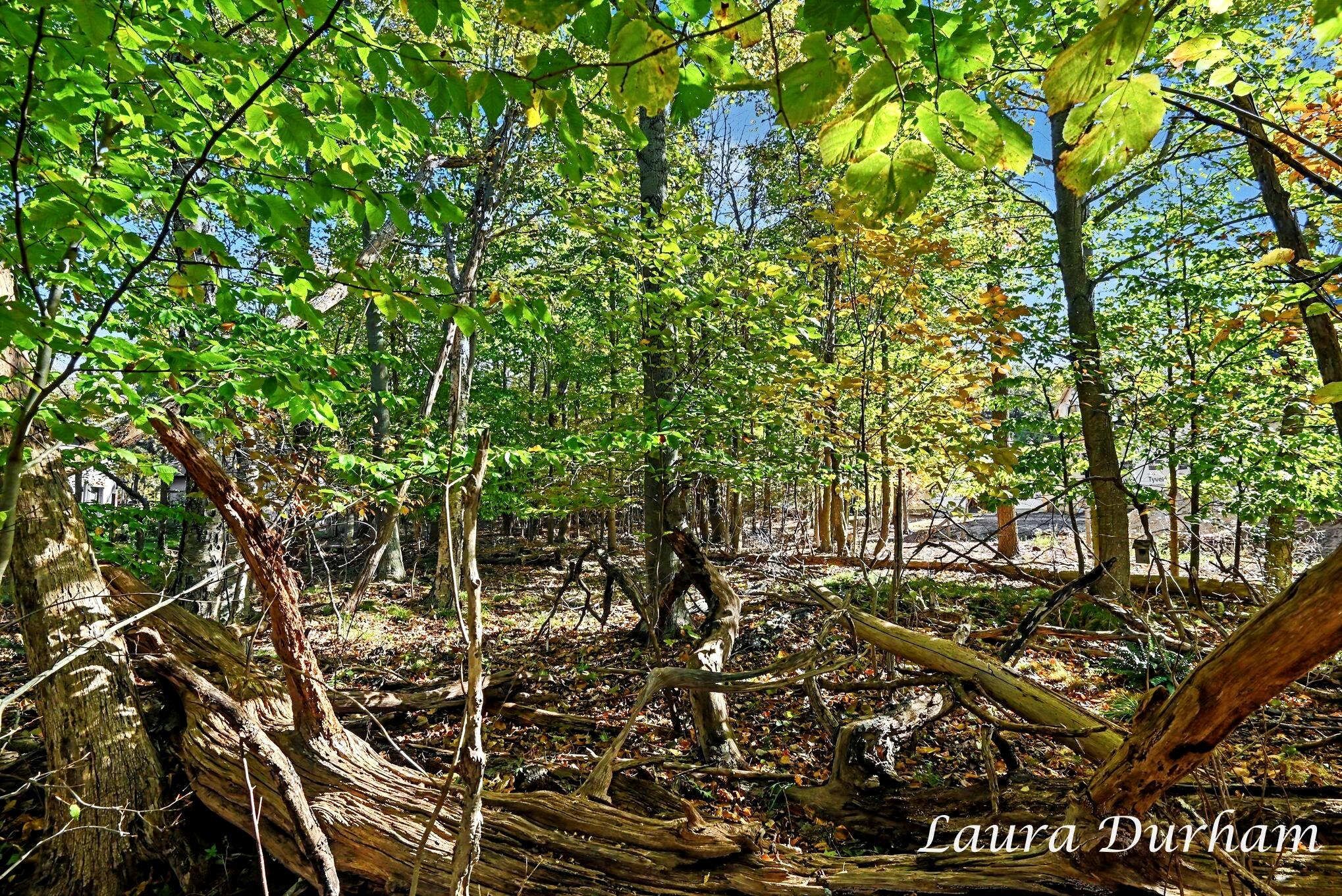 Leon Avenue Fennville MI 49408