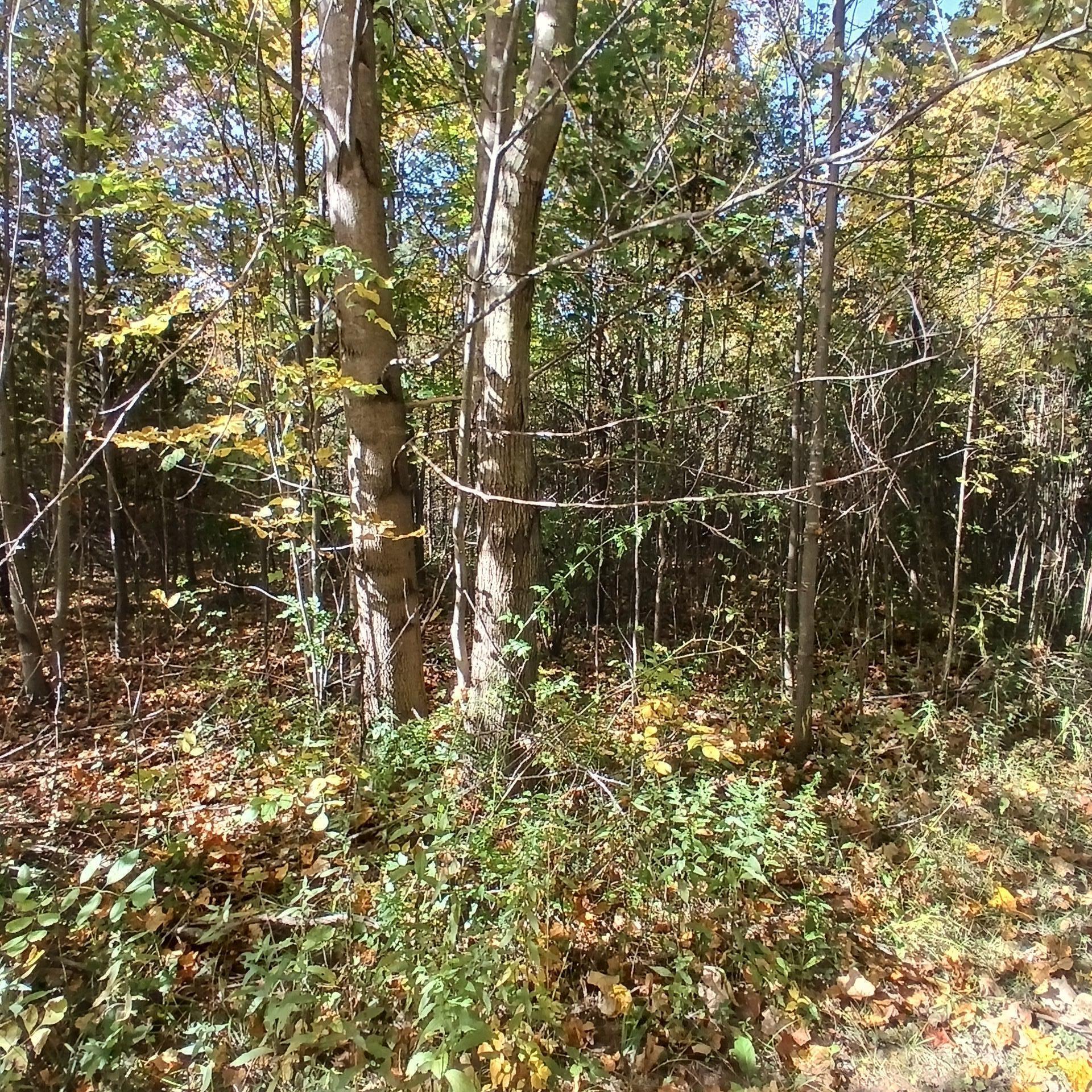 County Road 378 Covert MI 49043