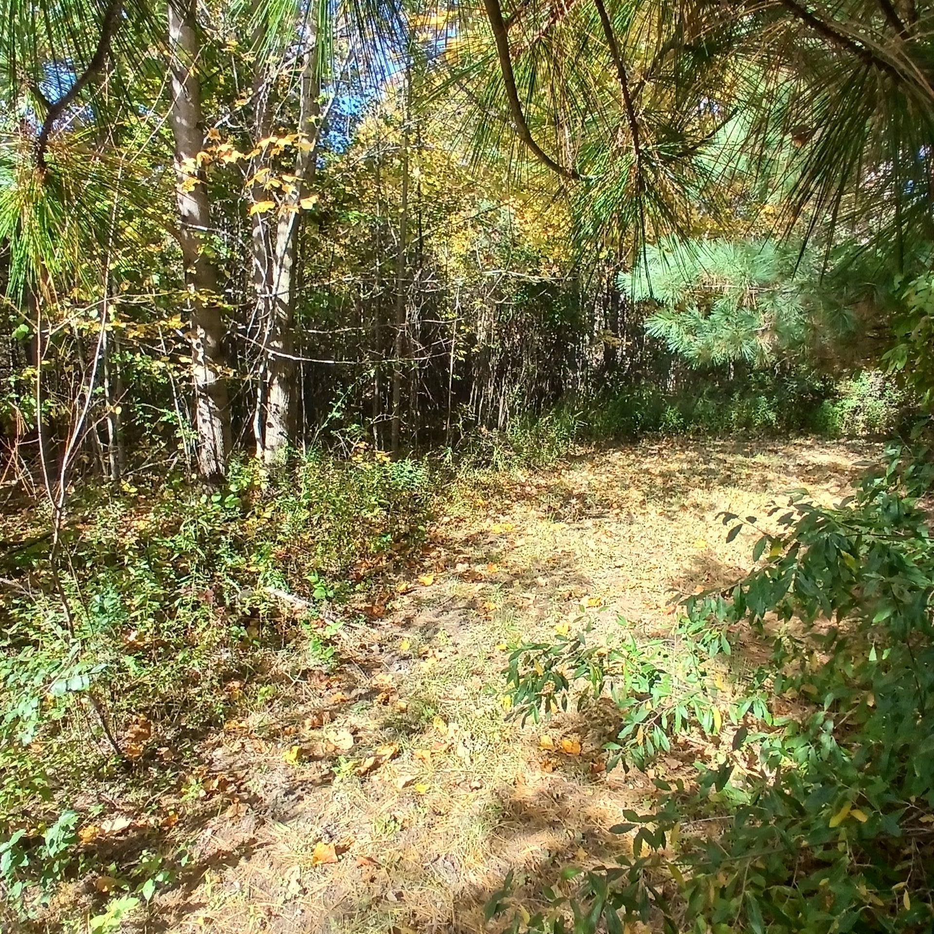 County Road 378 Covert MI 49043