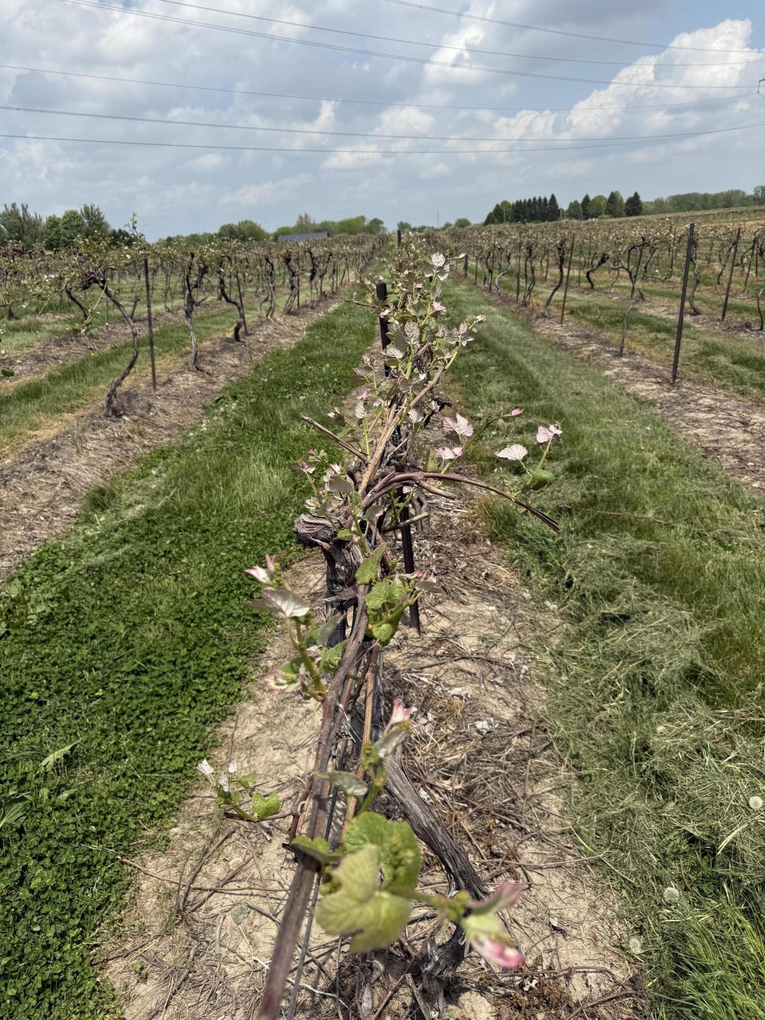 V/l Scottdale Road Berrien Springs MI 49103