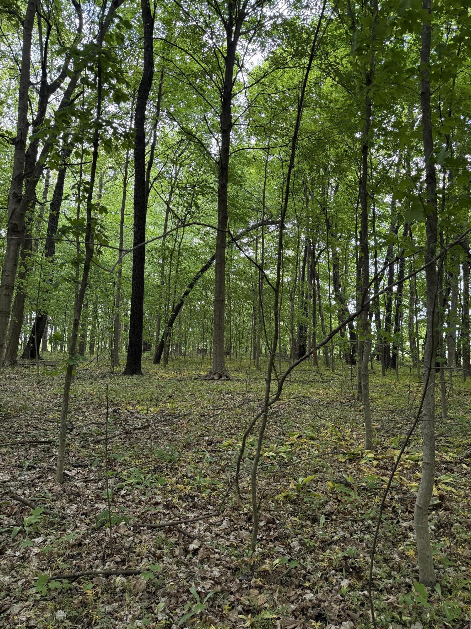 V/l Scottdale Road Berrien Springs MI 49103