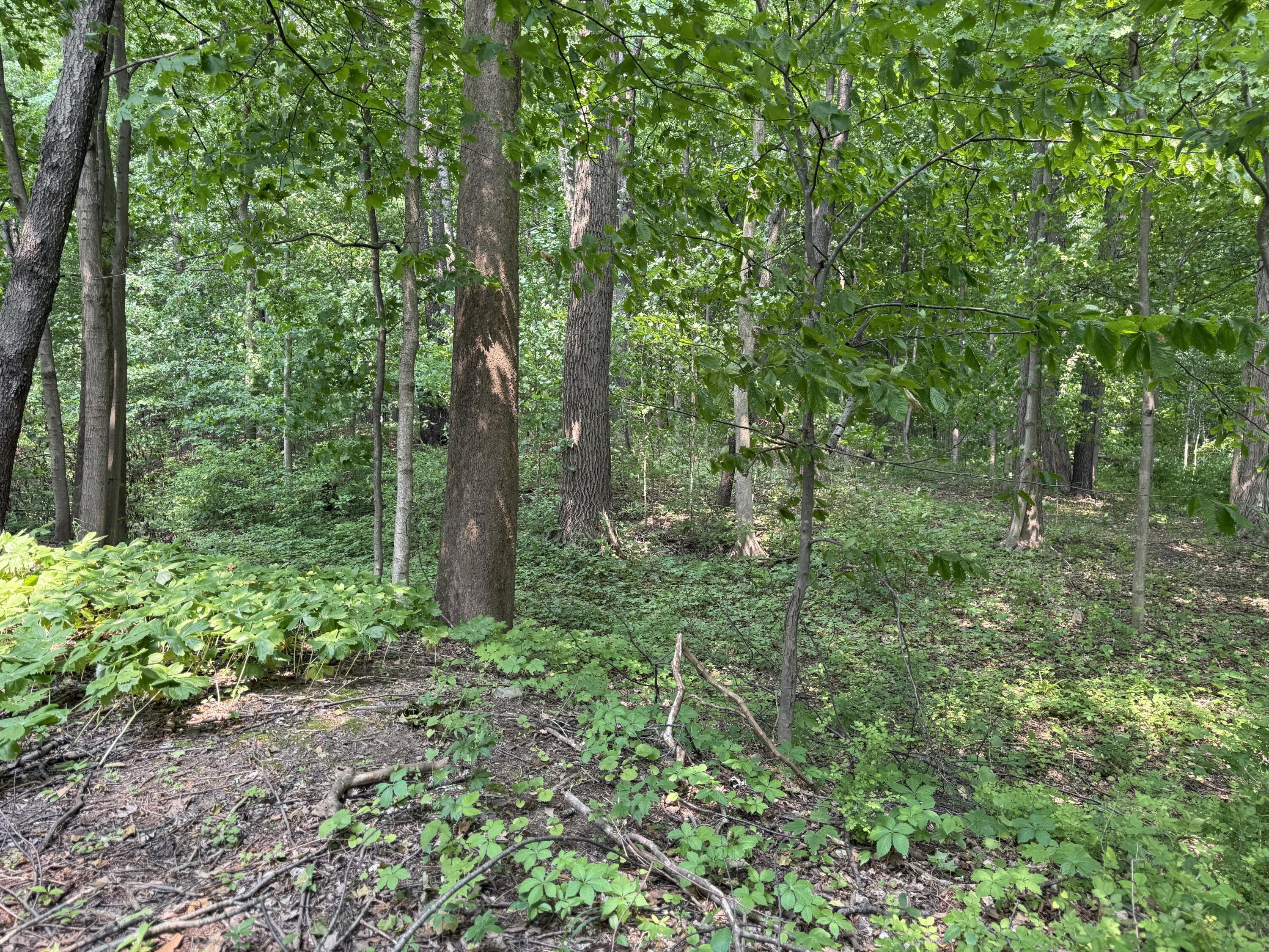V/l Scottdale Road Berrien Springs MI 49103