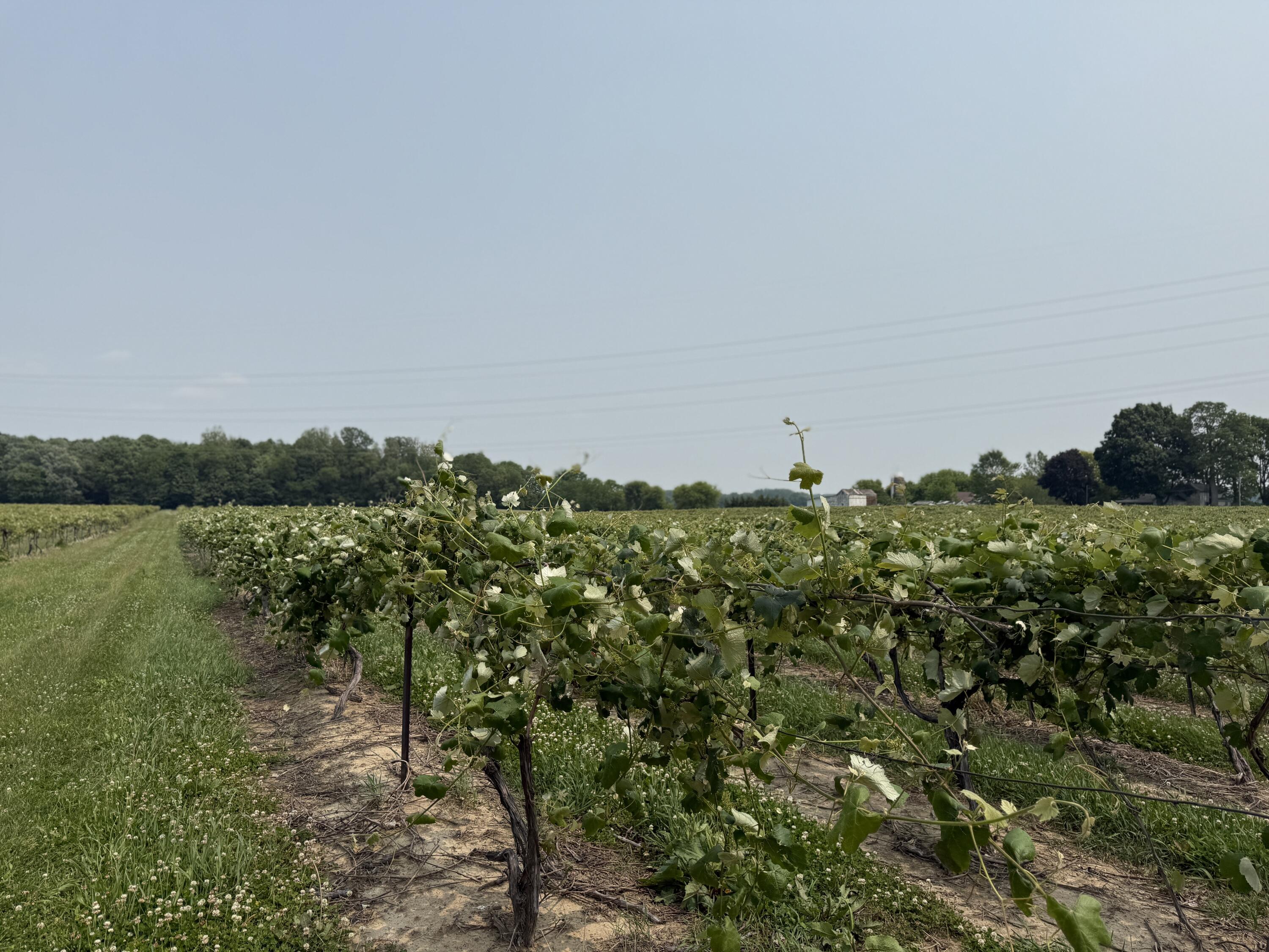 V/l Scottdale Road Berrien Springs MI 49103