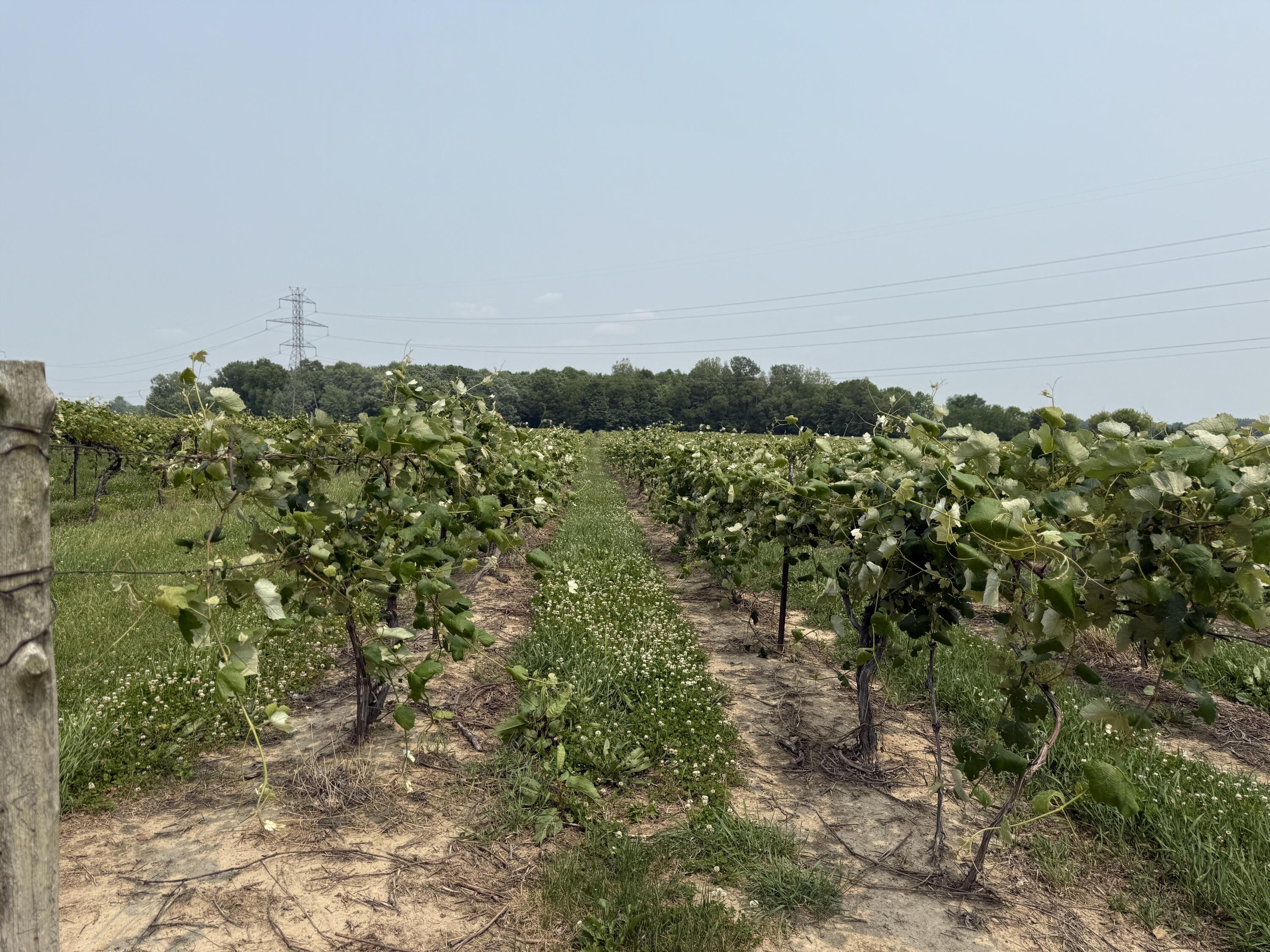 V/l Scottdale Road Berrien Springs MI 49103