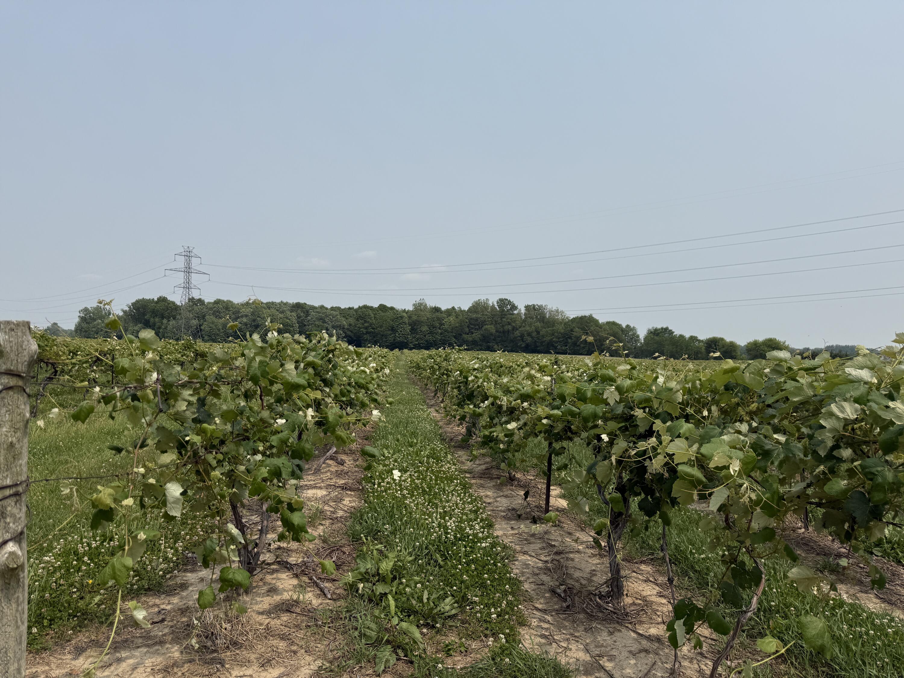 V/l Scottdale Road Berrien Springs MI 49103