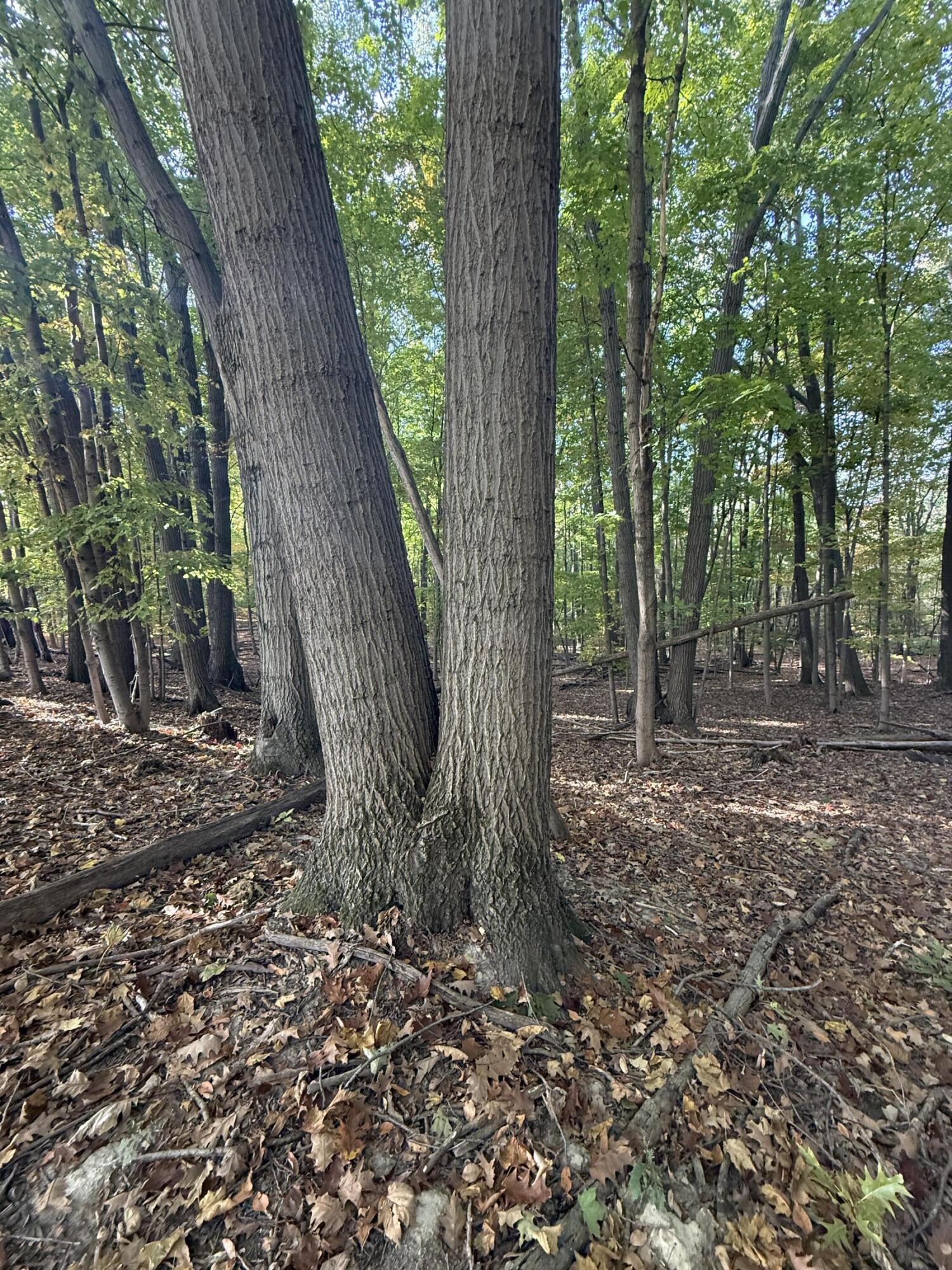 1400 Block Broceus School Road Buchanan MI 49107