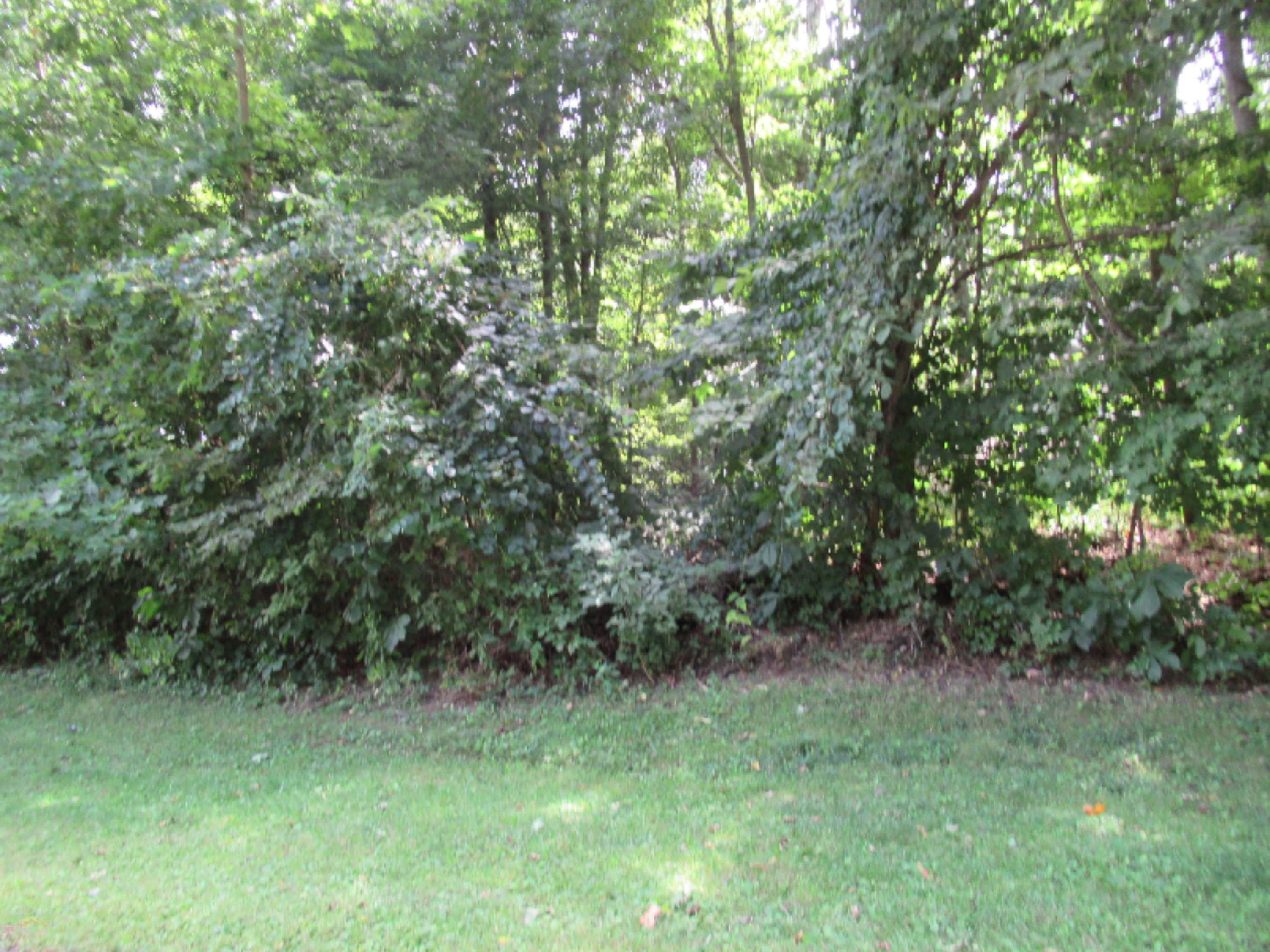 Tract #2 Deep Woods Drive Cassopolis MI 49031