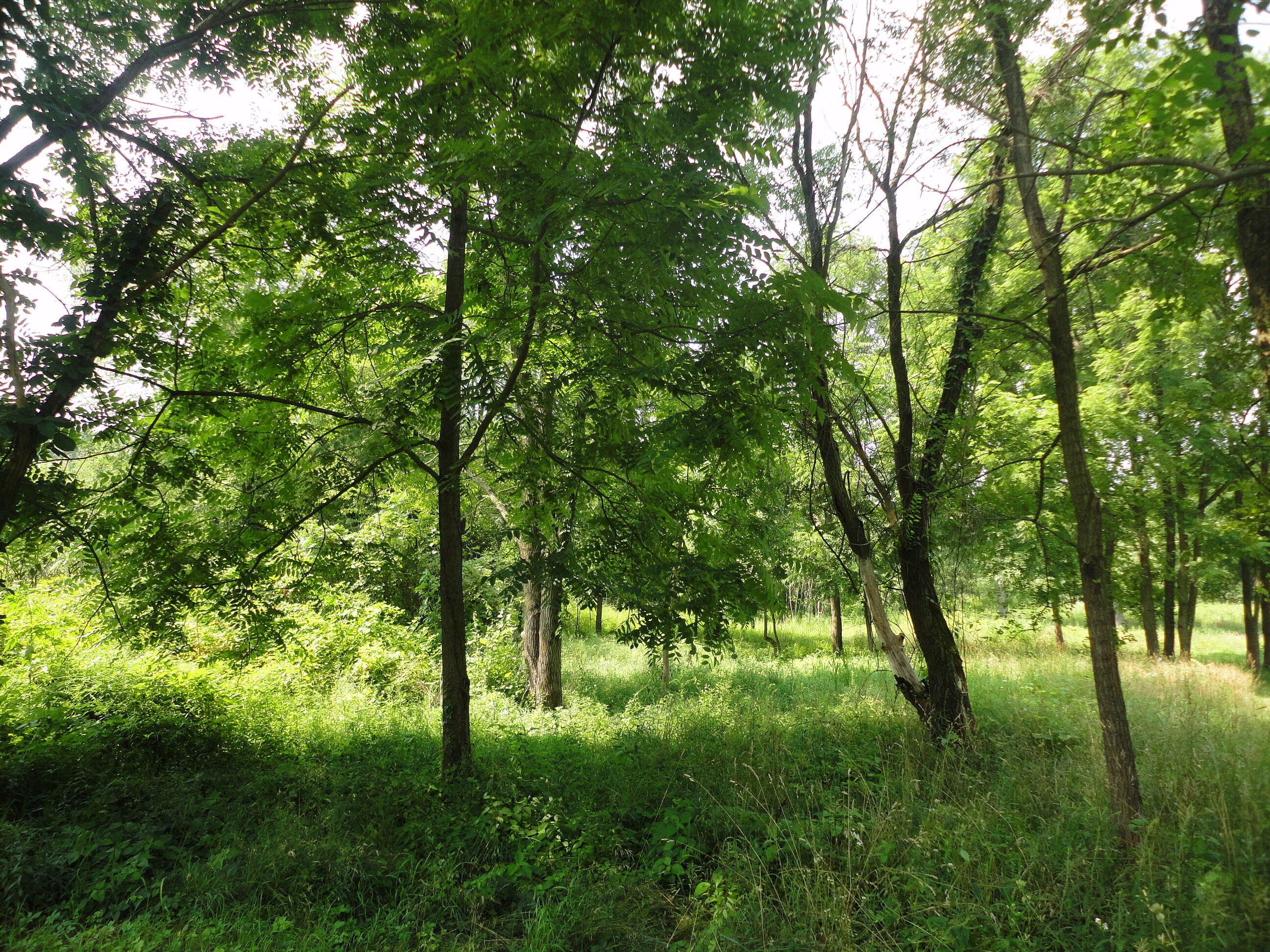 Parcel B Cr 215 Grand Junction MI 49056