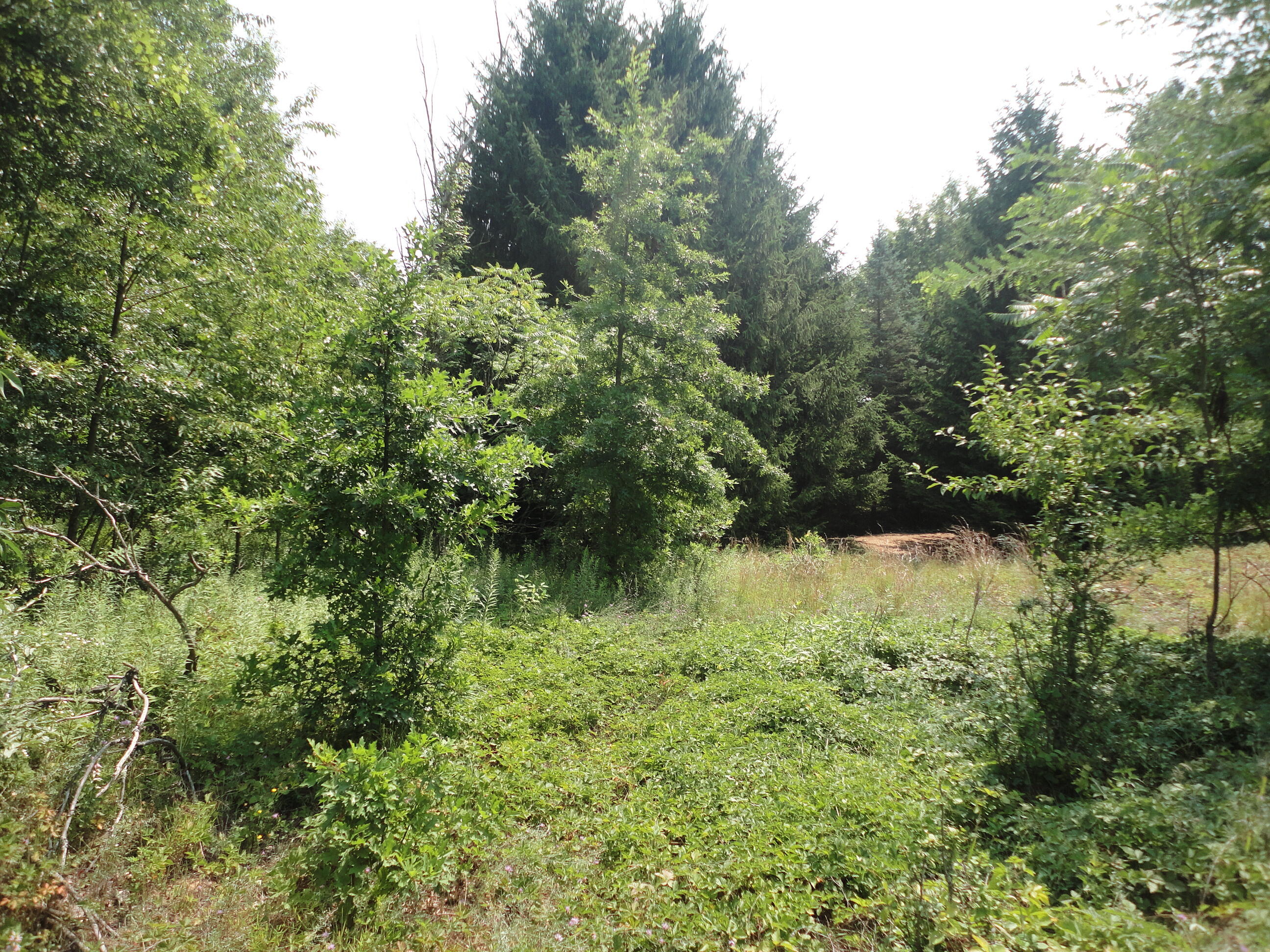 Parcel B Cr 215 Grand Junction MI 49056