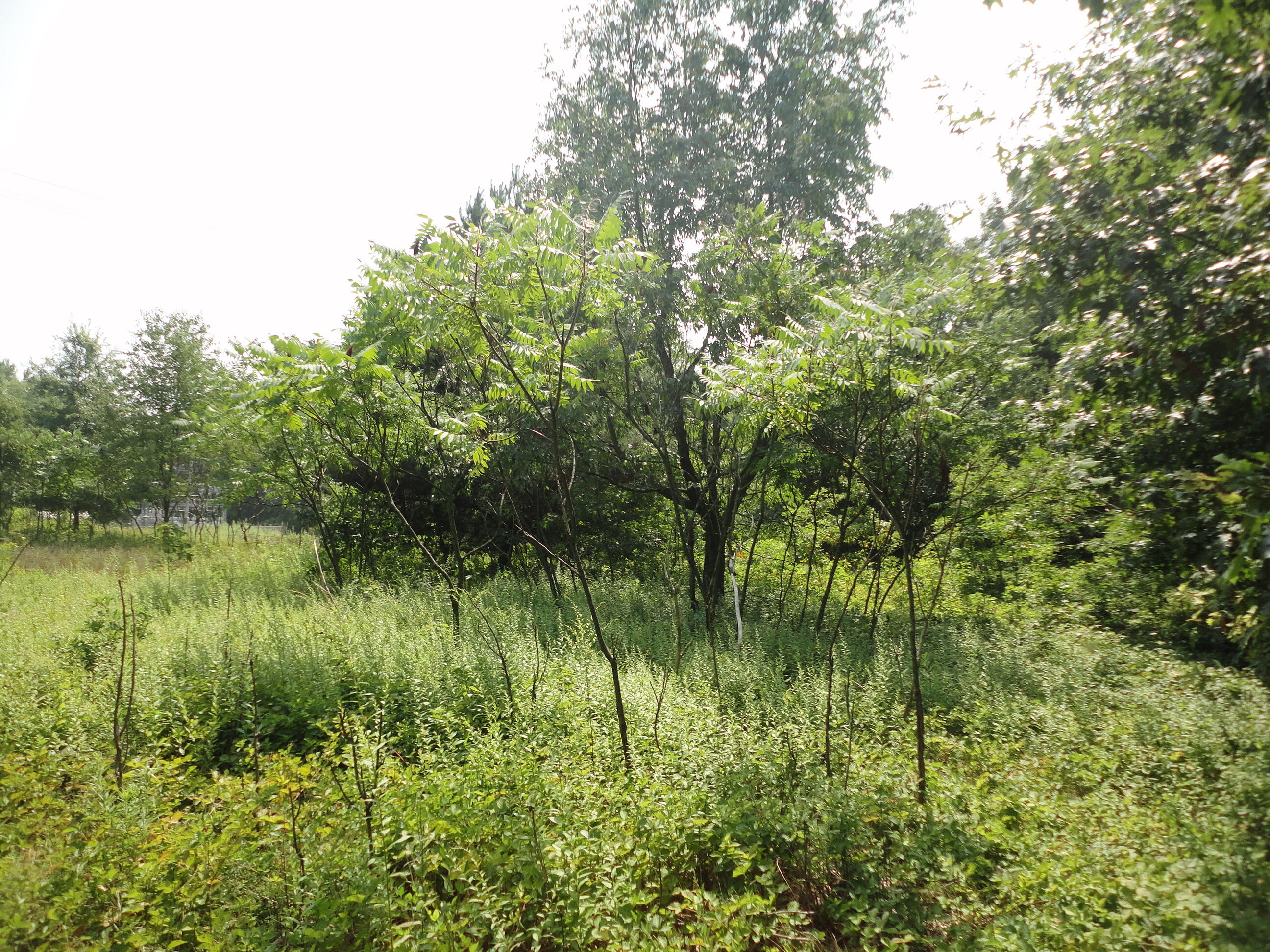 Parcel B Cr 215 Grand Junction MI 49056