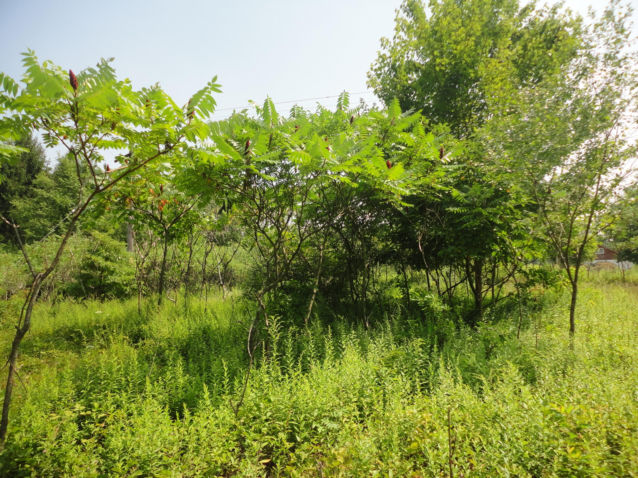 Parcel B Cr 215 Grand Junction MI 49056