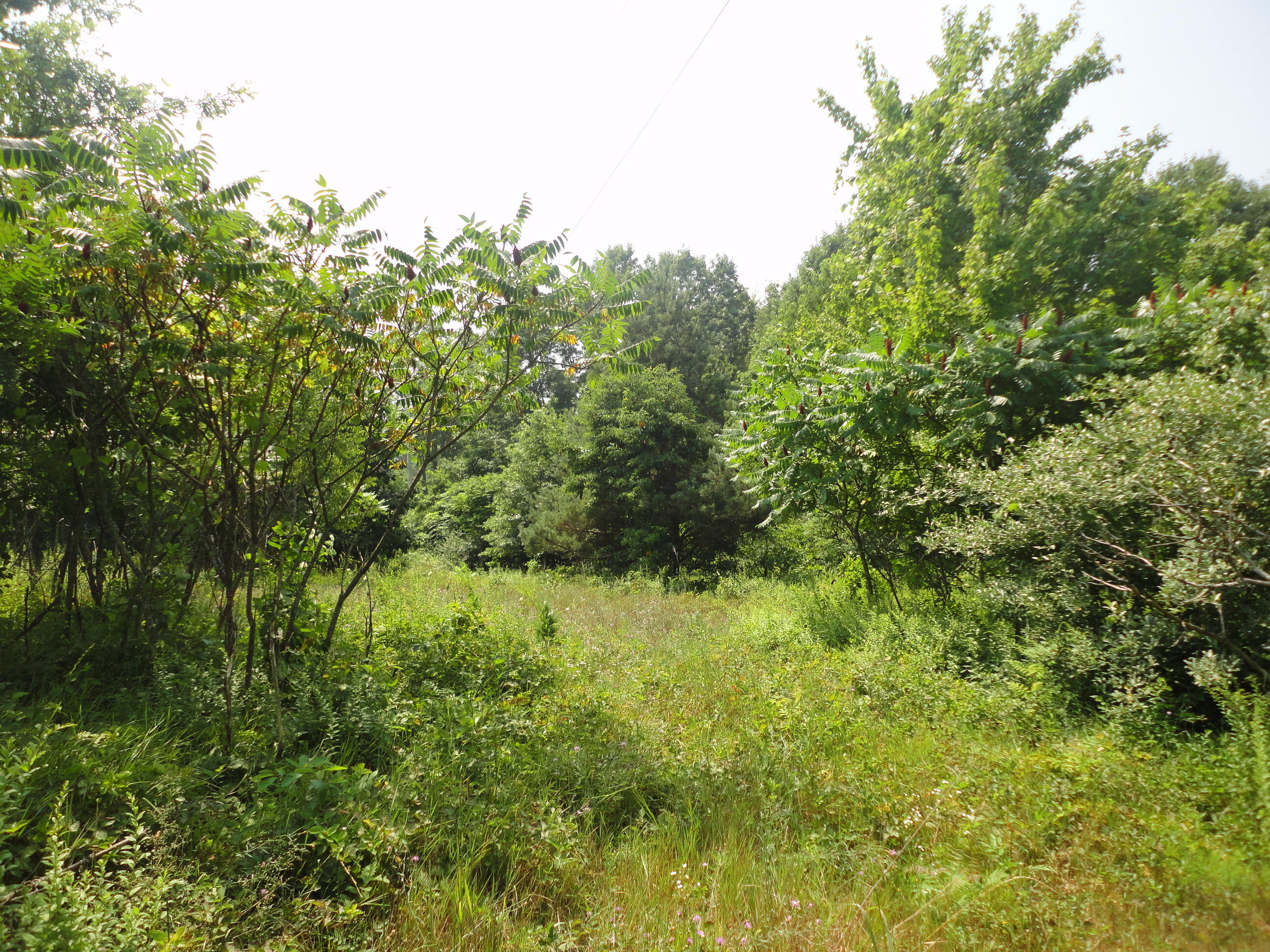 Parcel B Cr 215 Grand Junction MI 49056