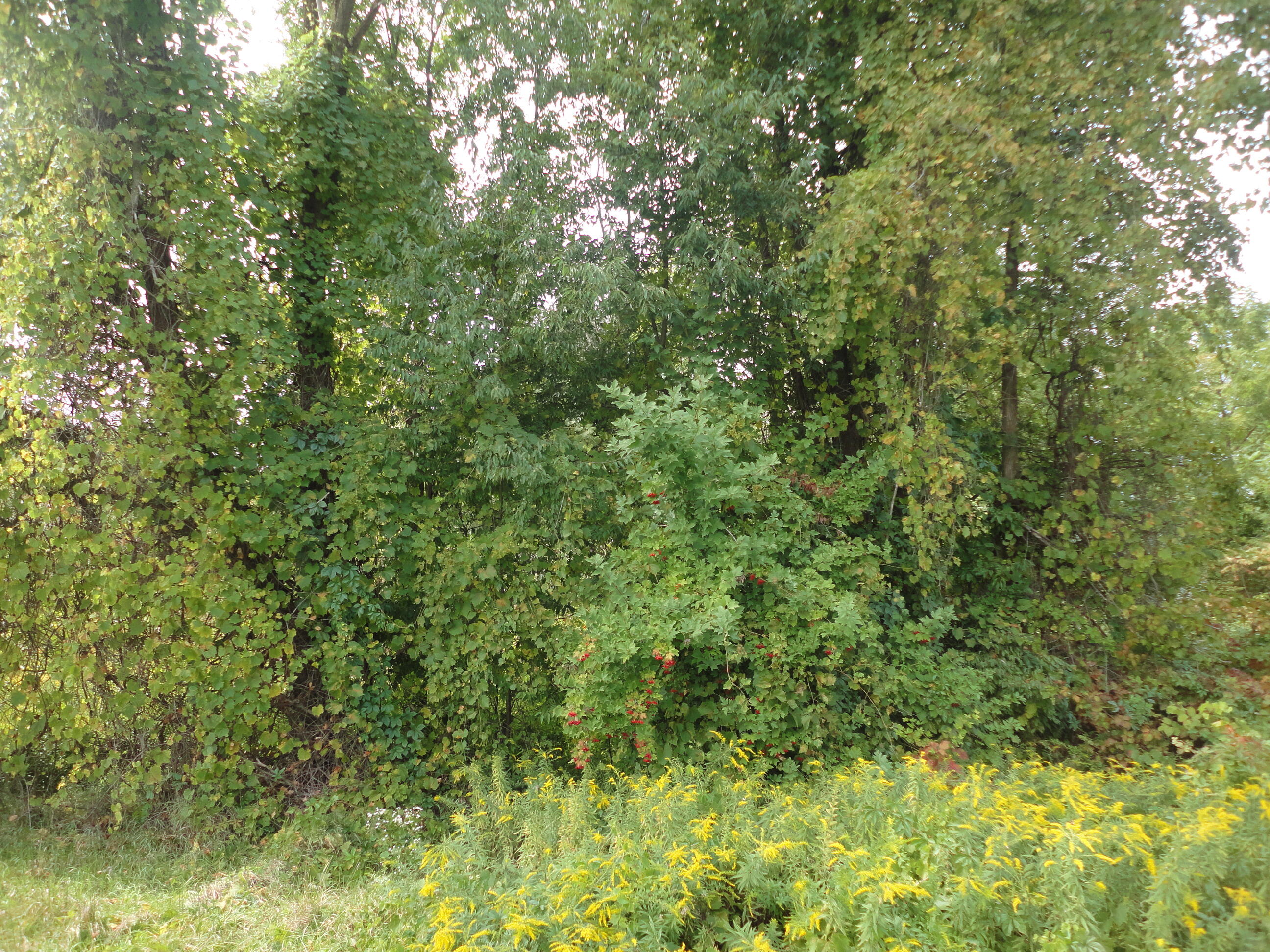 Parcel B Cr 215 Grand Junction MI 49056