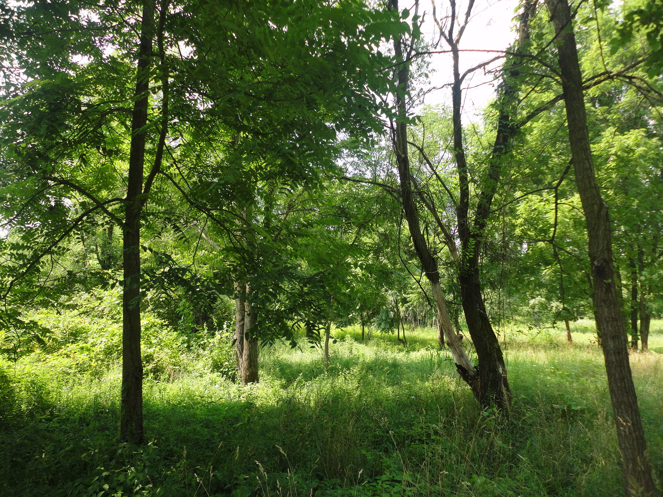 Parcel B Cr 215 Grand Junction MI 49056