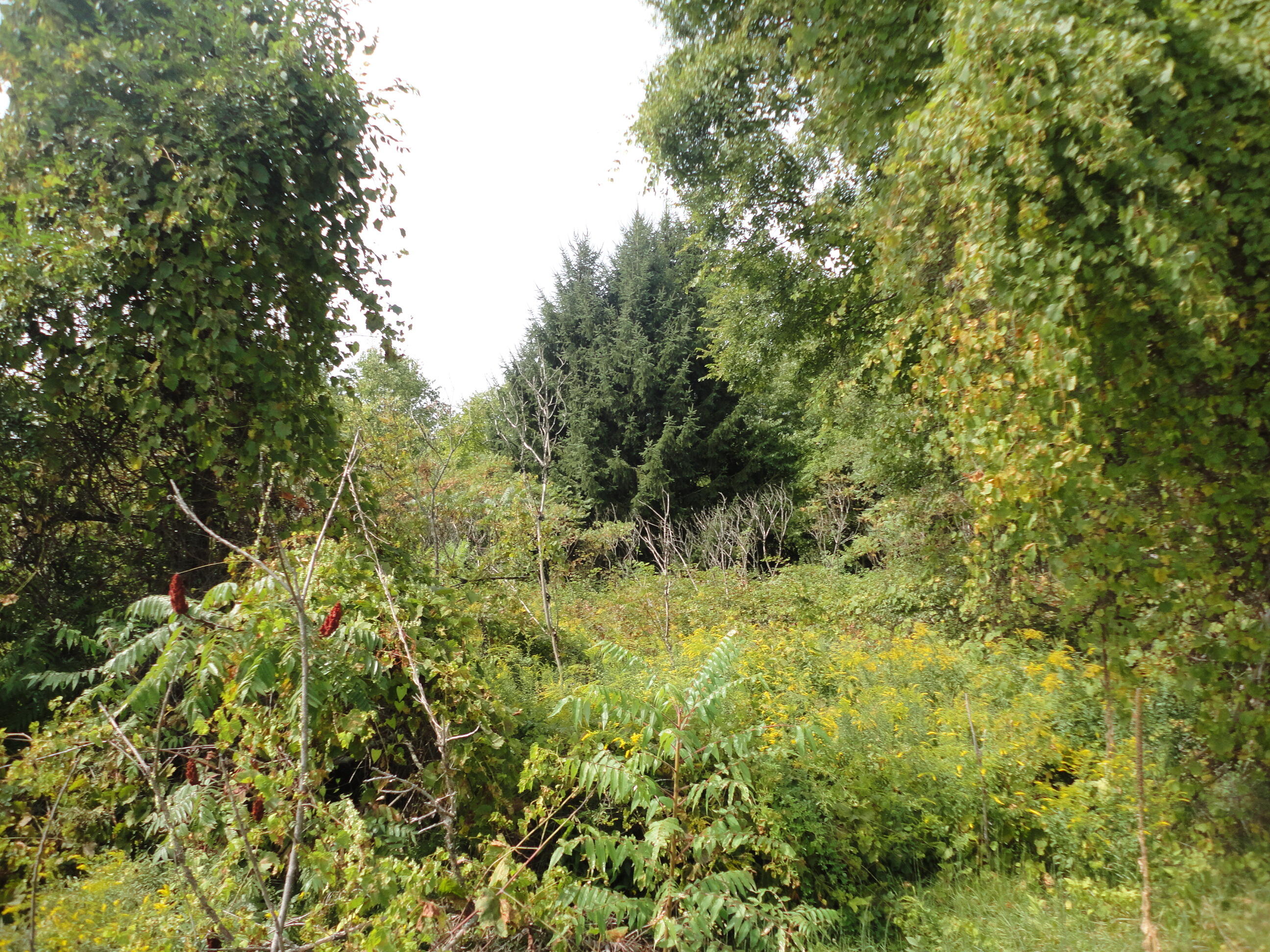 Parcel B Cr 215 Grand Junction MI 49056
