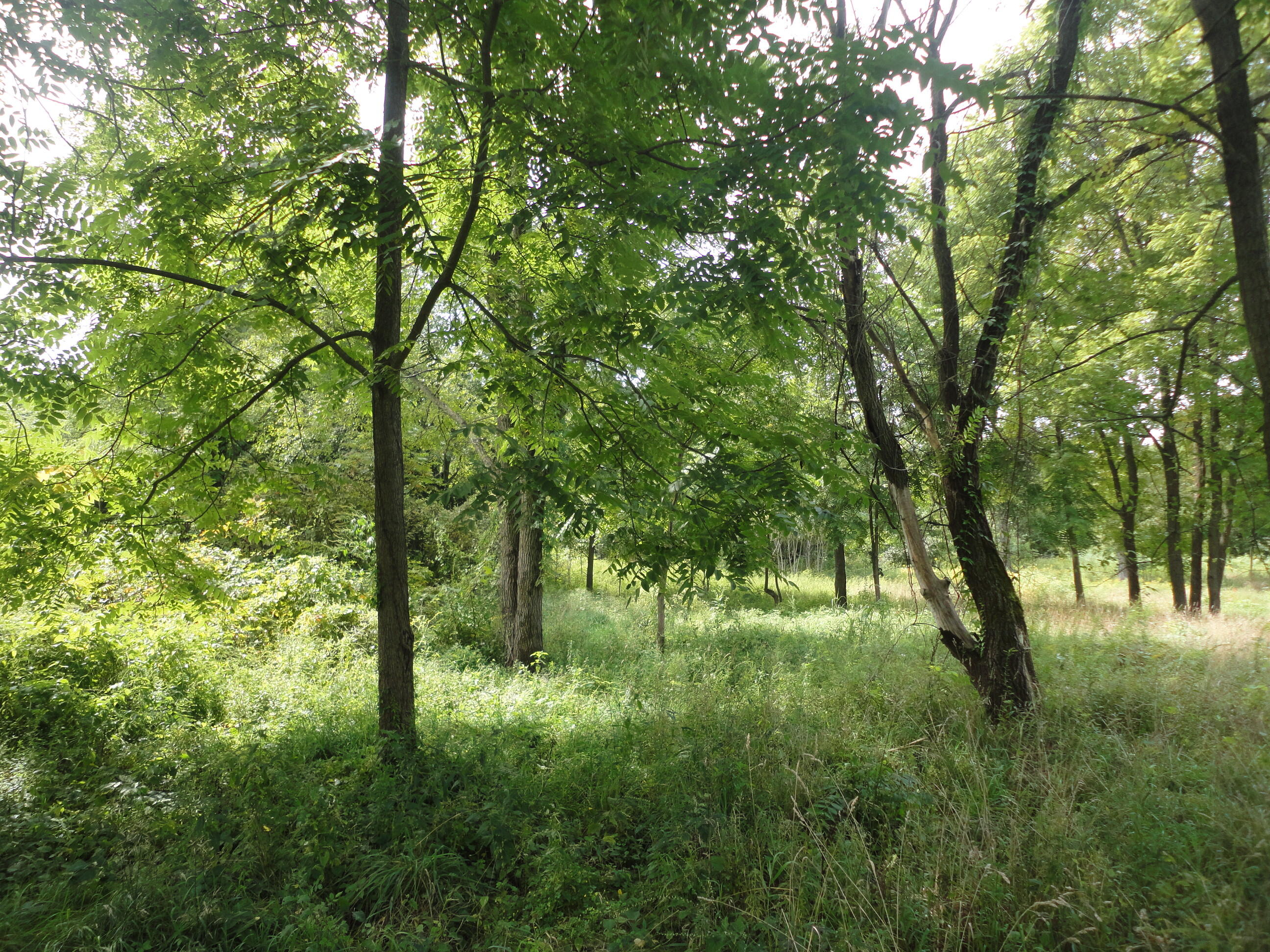 Parcel B Cr 215 Grand Junction MI 49056