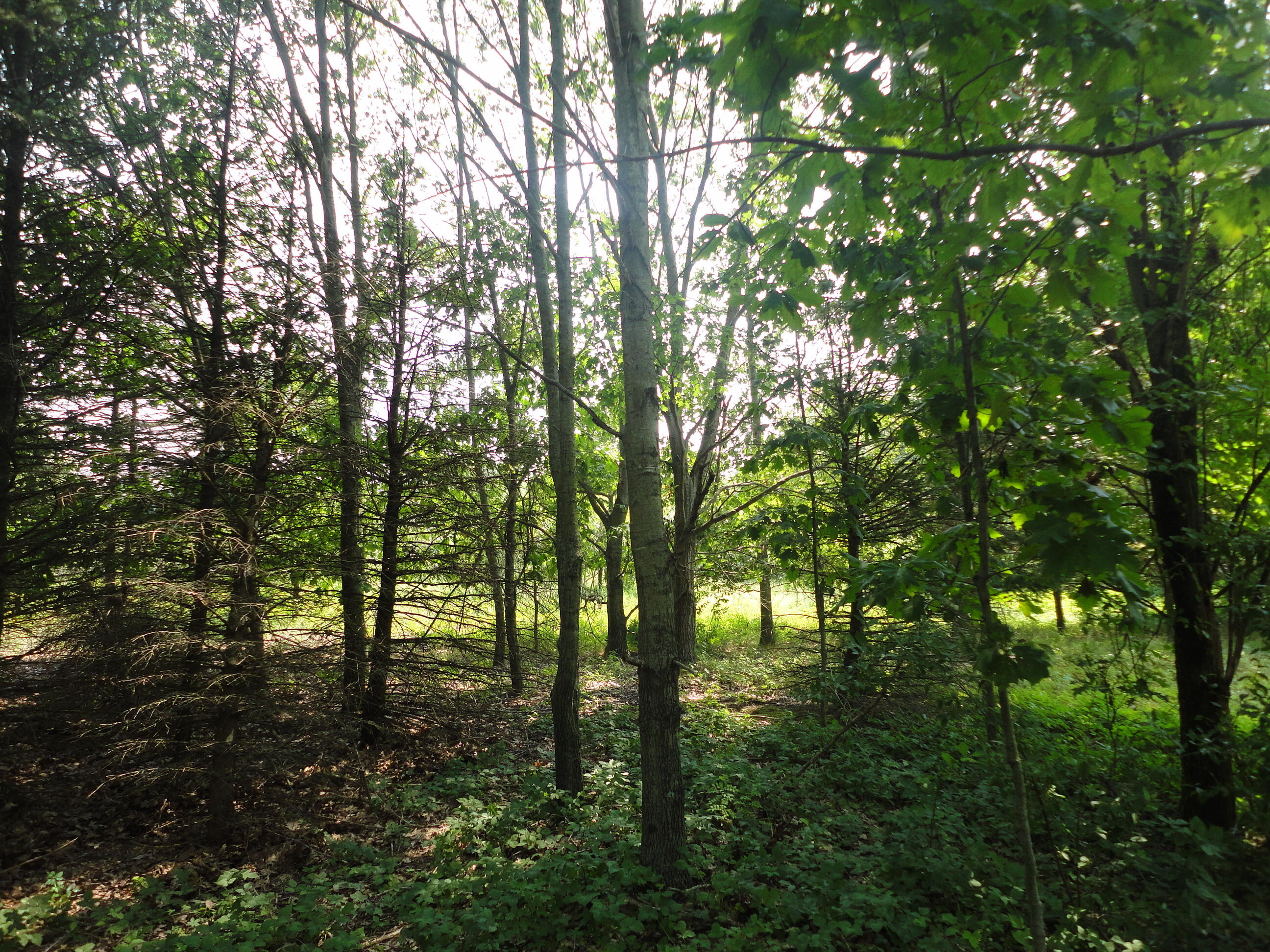 Parcel B Cr 215 Grand Junction MI 49056