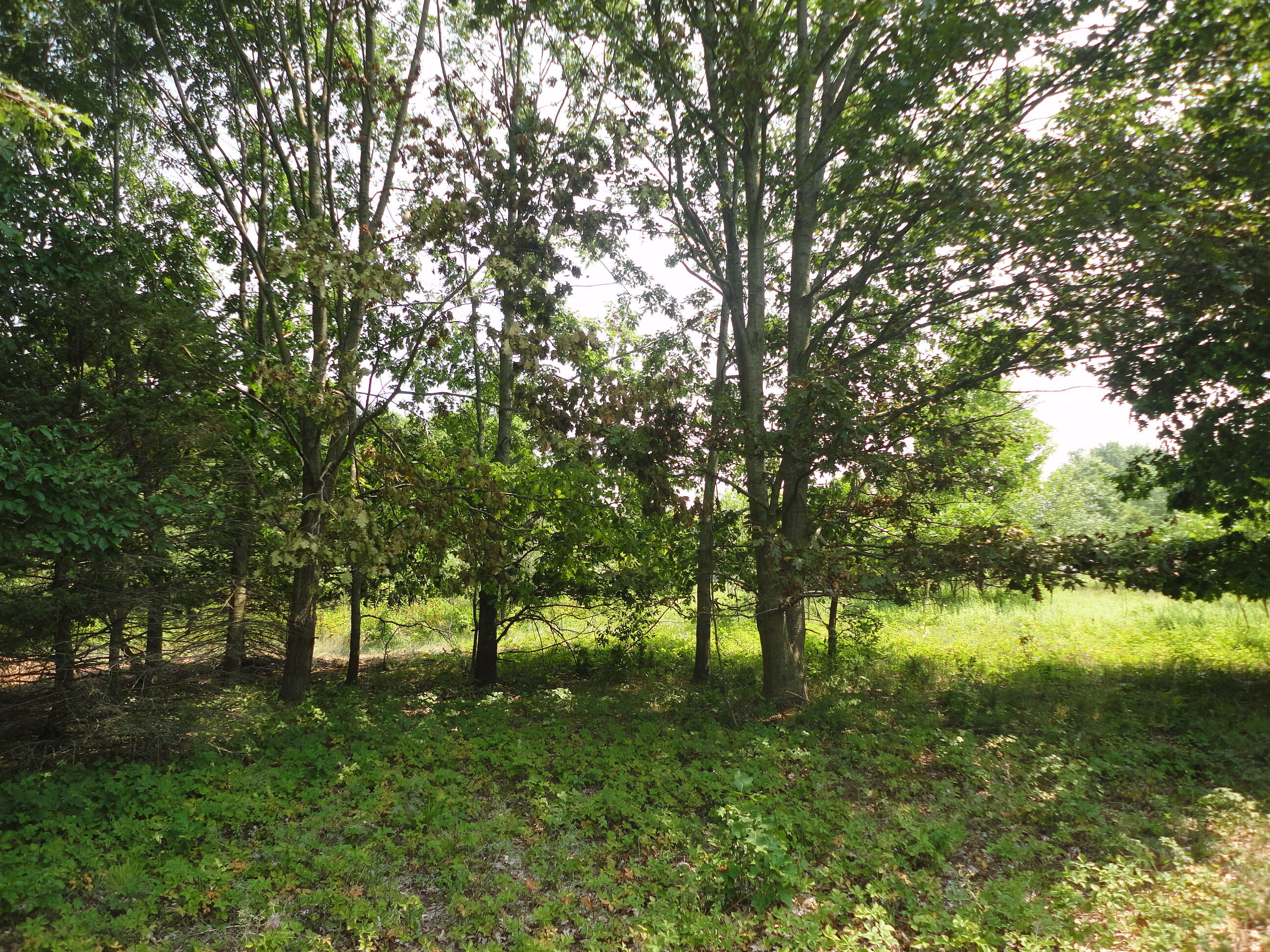 Parcel B Cr 215 Grand Junction MI 49056
