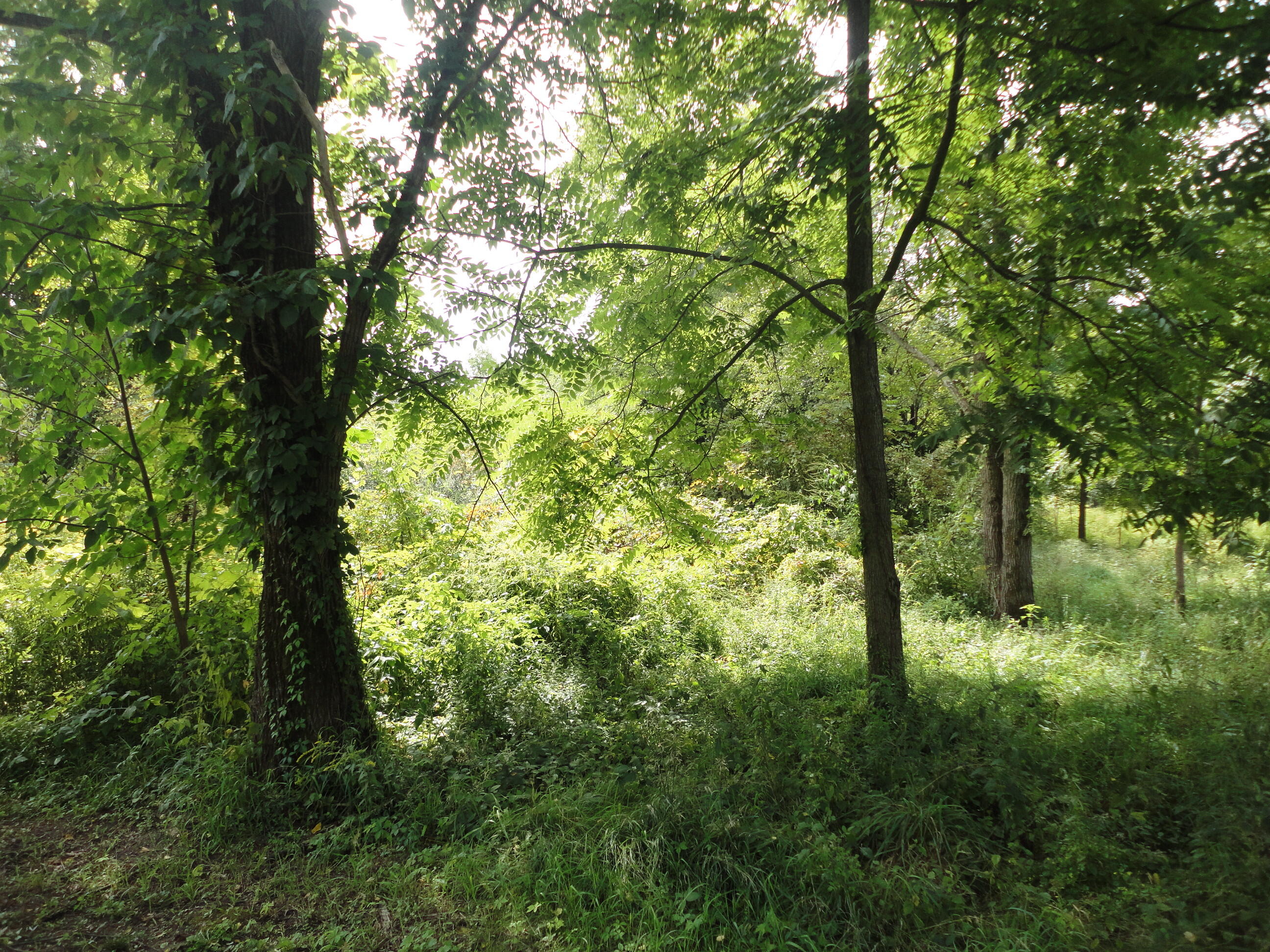 Parcel B Cr 215 Grand Junction MI 49056