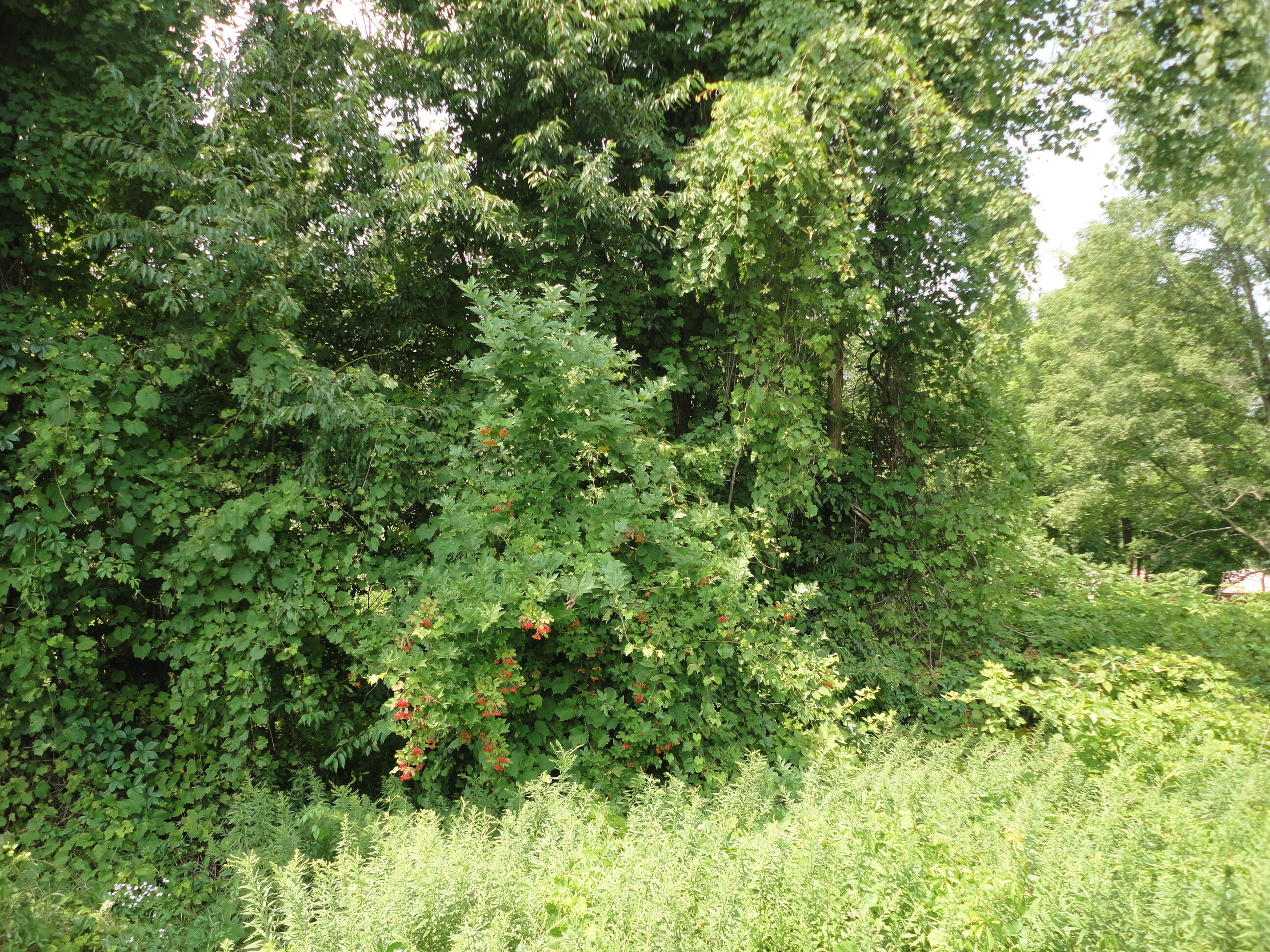 Parcel B Cr 215 Grand Junction MI 49056
