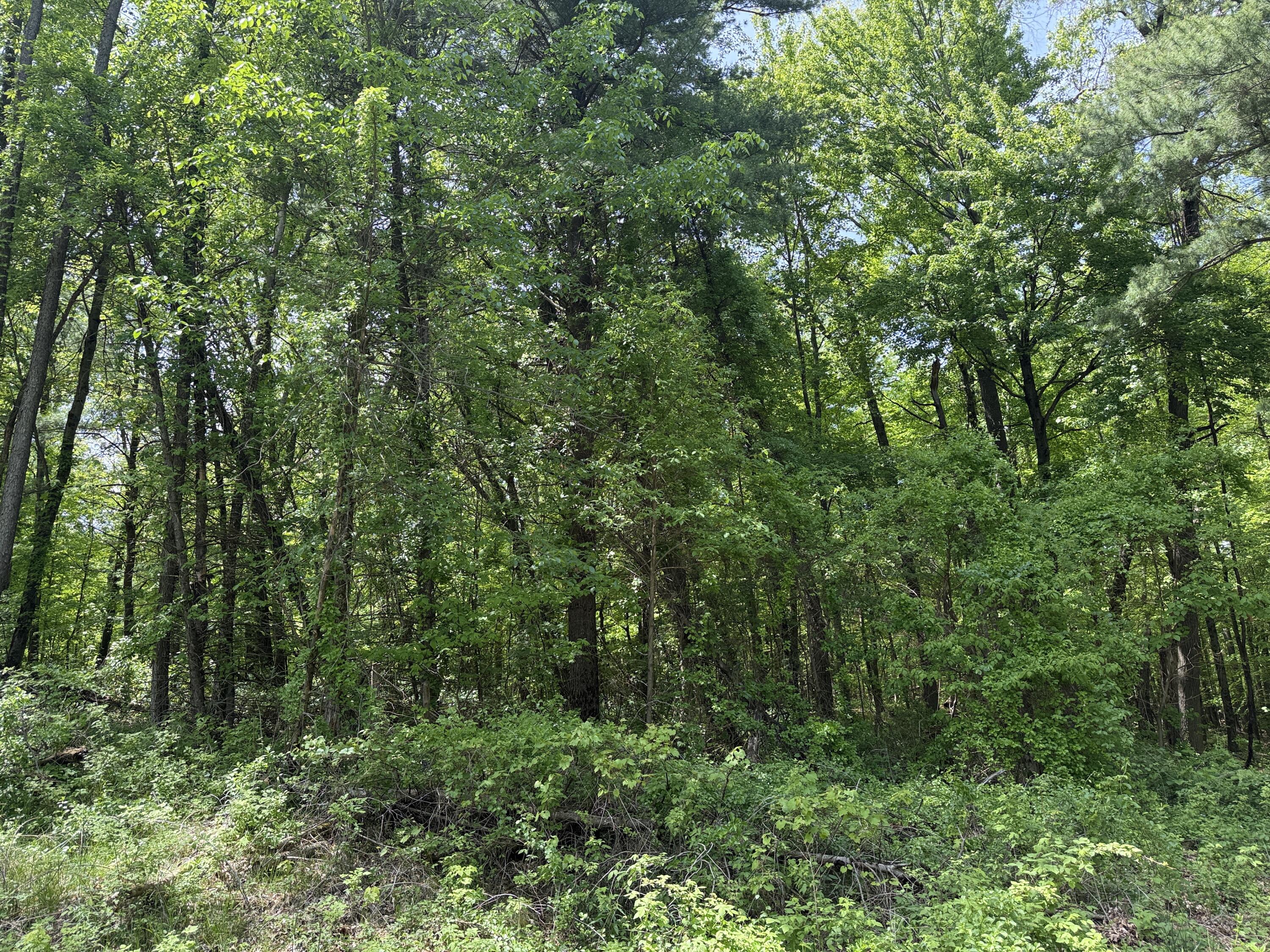Tbd Bailey Drive NE Ada MI 49301