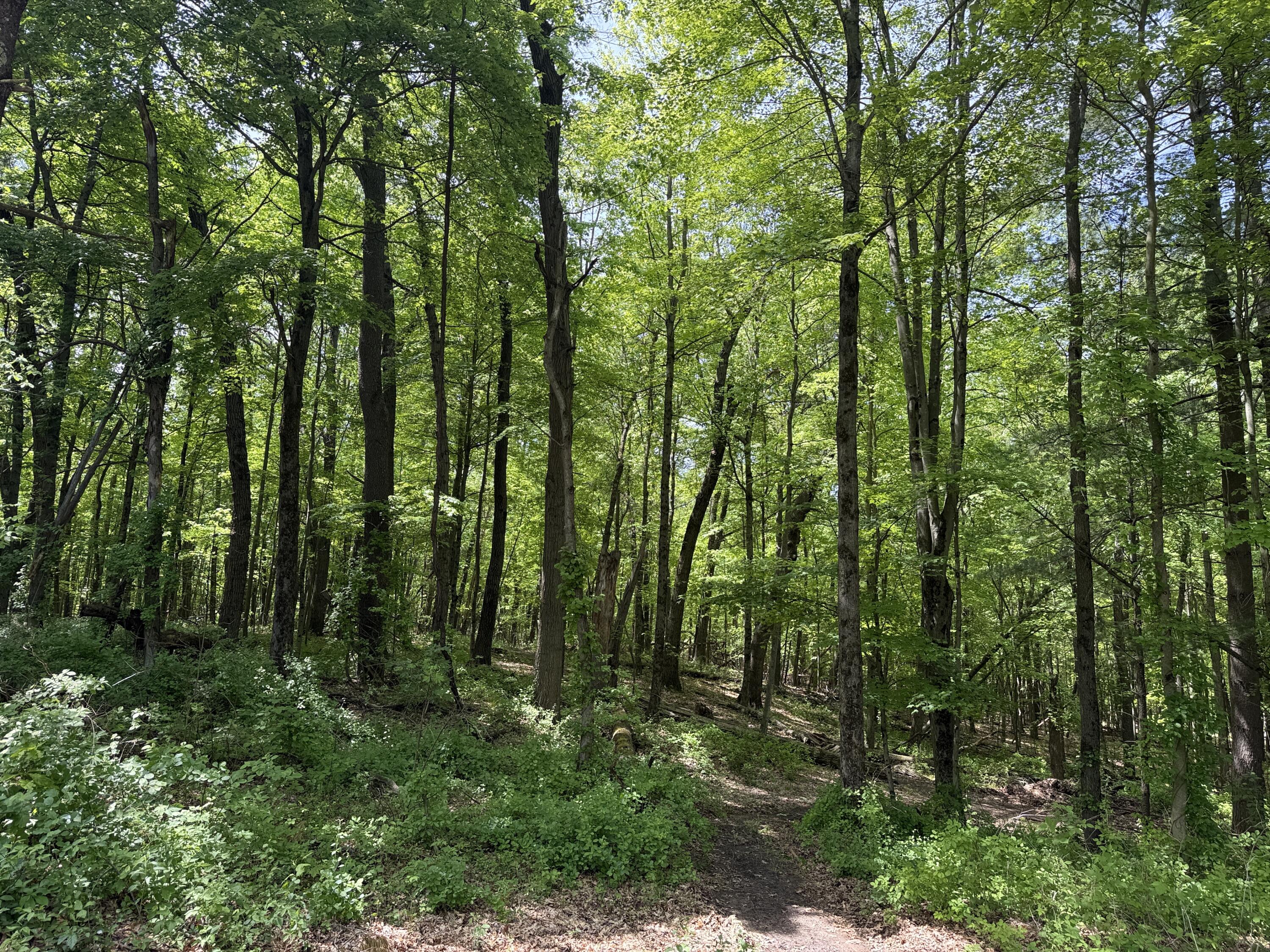 Tbd Bailey Drive NE Ada MI 49301