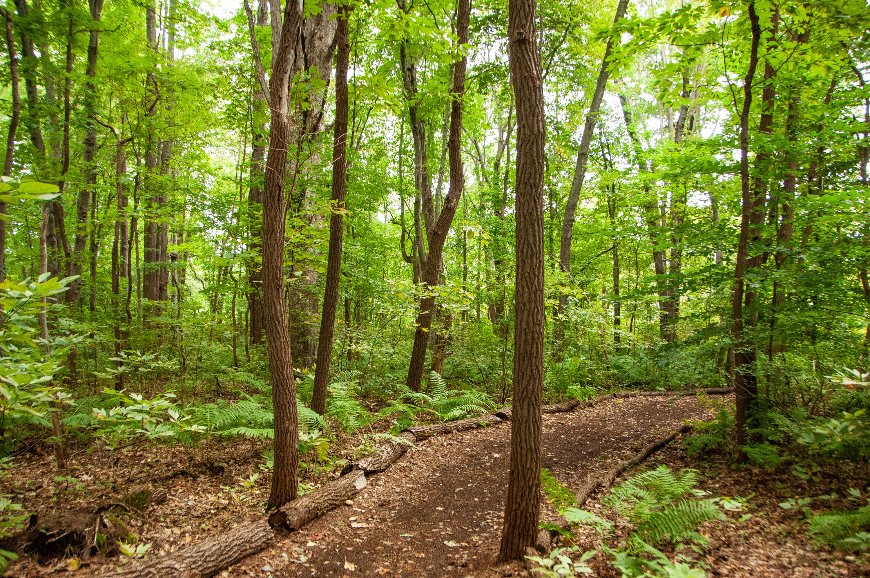 19253 White Pine Drive New Buffalo MI 49117