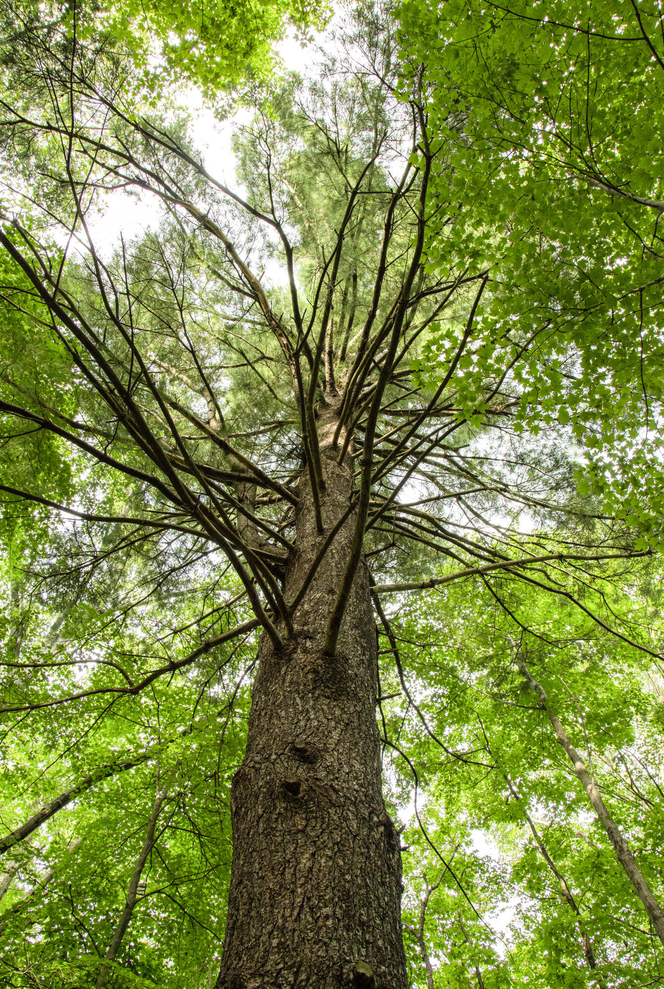 19253 White Pine Drive New Buffalo MI 49117