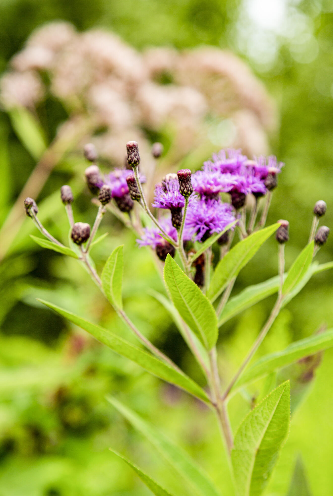 19253 White Pine Drive New Buffalo MI 49117