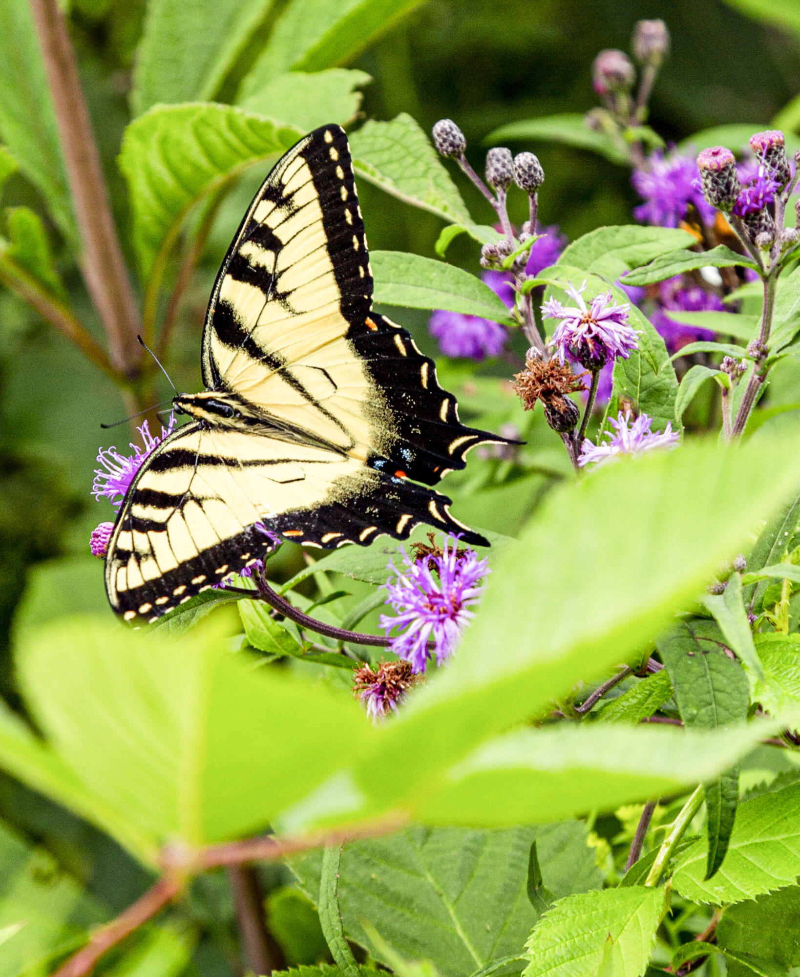 19253 White Pine Drive New Buffalo MI 49117