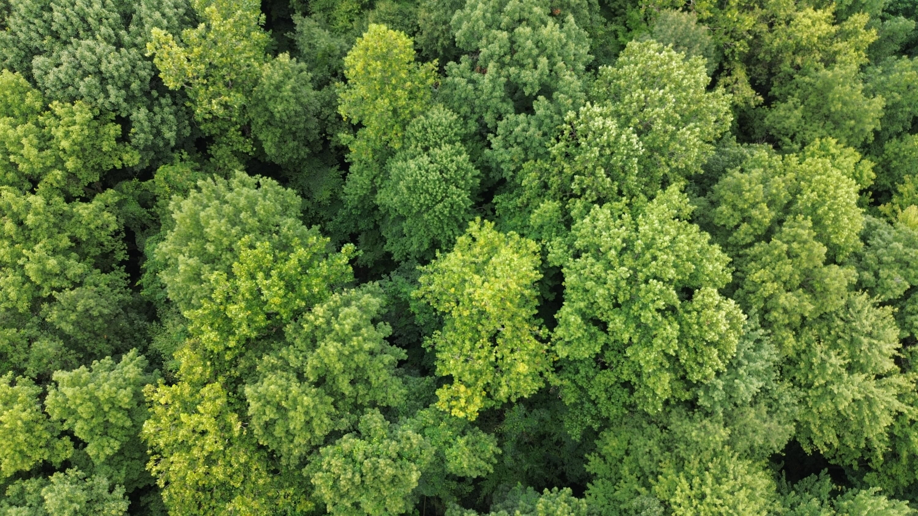 Tharp Lake Road Cassopolis MI 49031