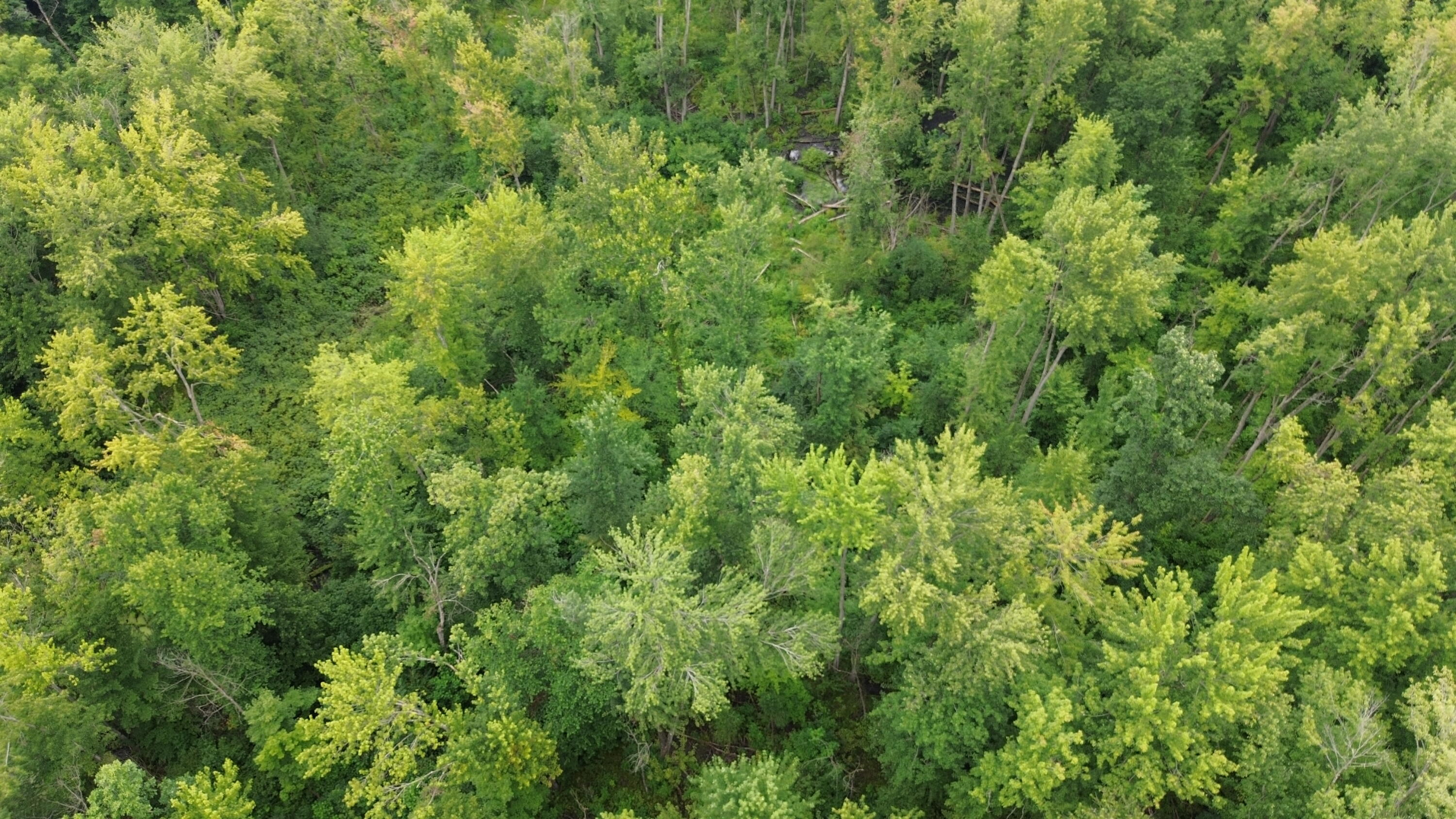 Tharp Lake Road Cassopolis MI 49031