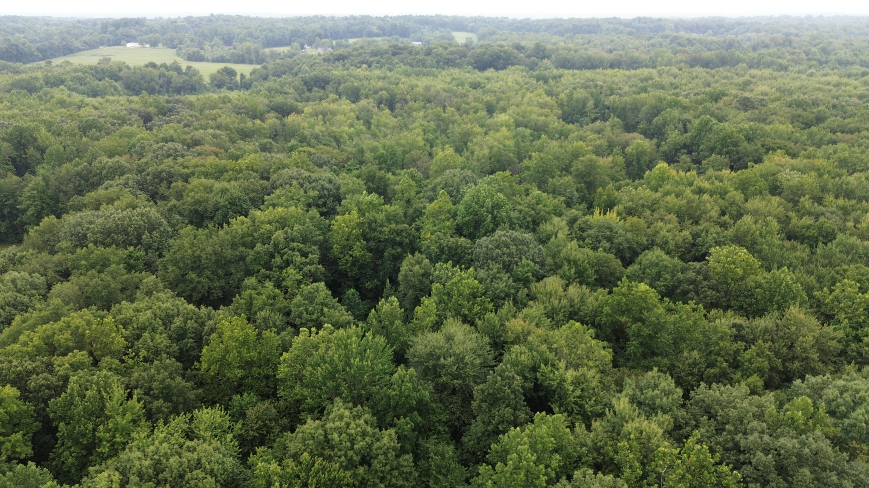 Tharp Lake Road Cassopolis MI 49031