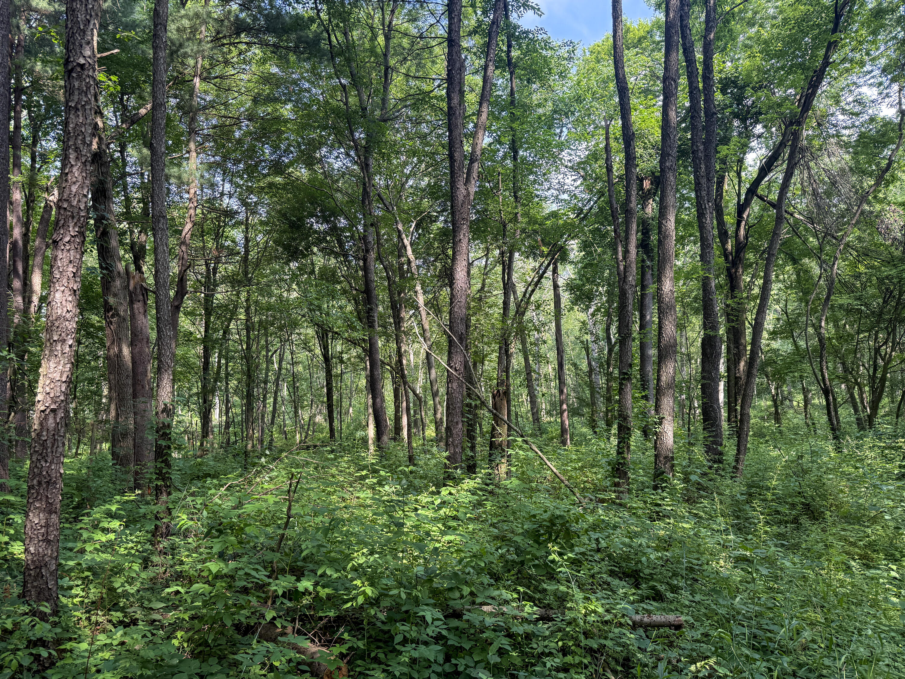 Vl Whitetail Ridge Dowagiac MI 49047