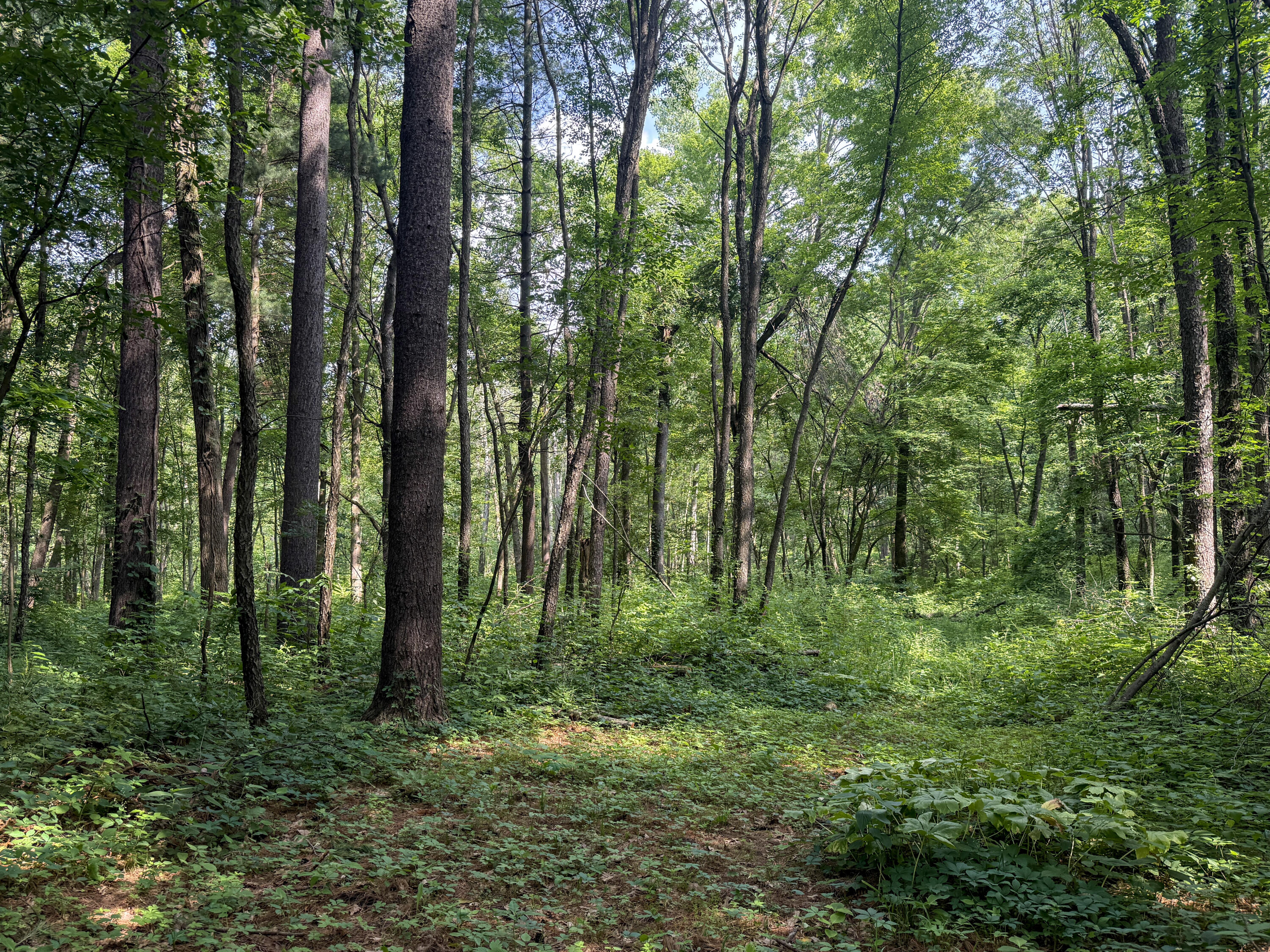 Vl Whitetail Ridge Dowagiac MI 49047
