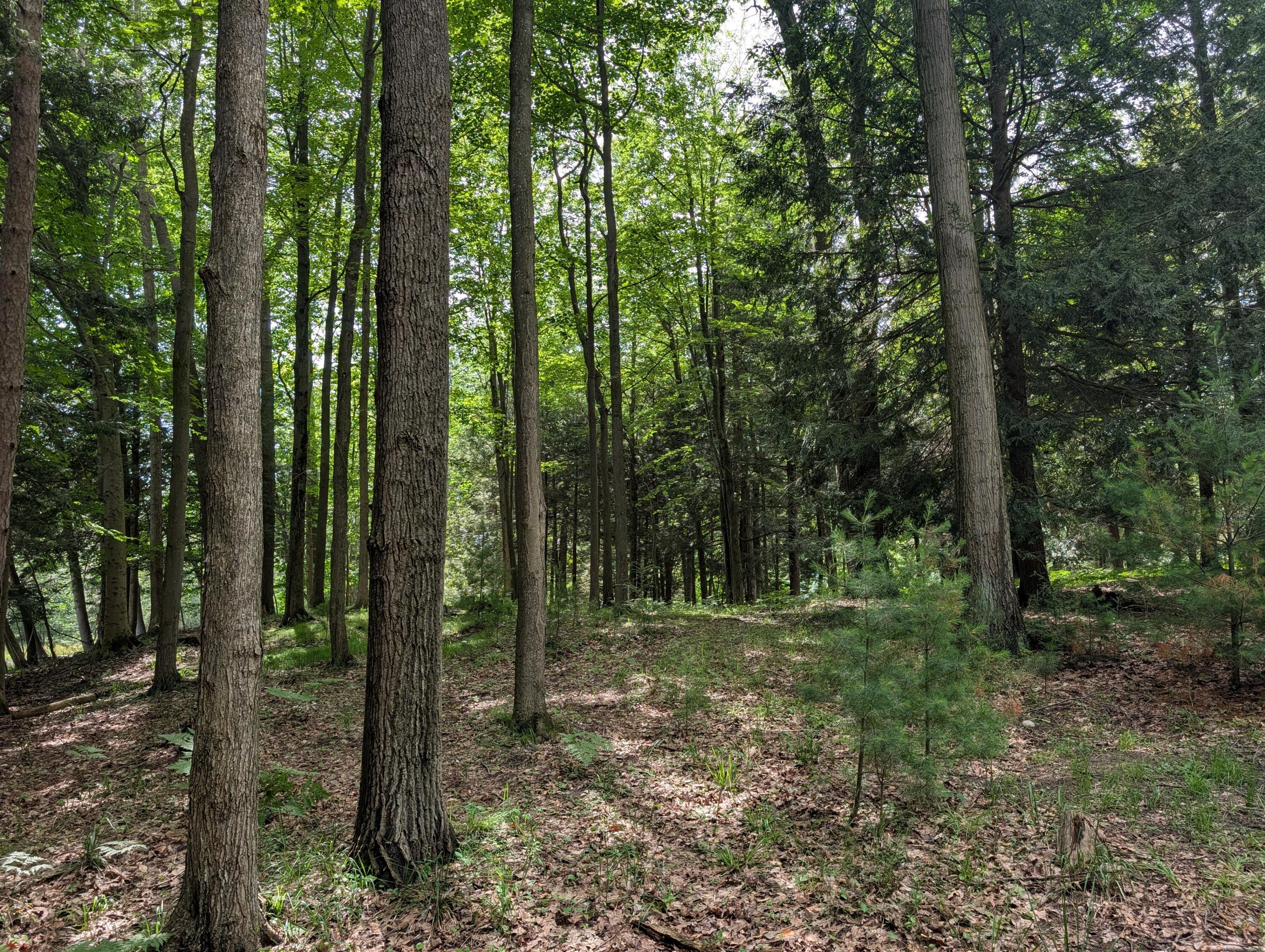 N. Glen Wood Drive Ludington MI 49431