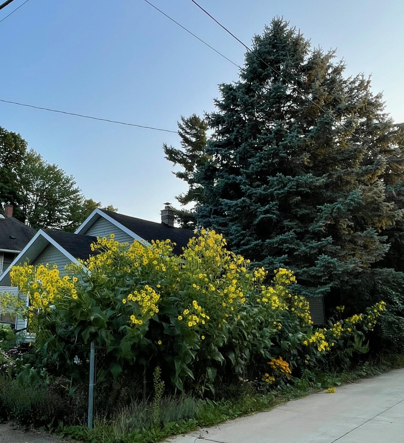 221 Nelson Avenue Kalamazoo MI 49006