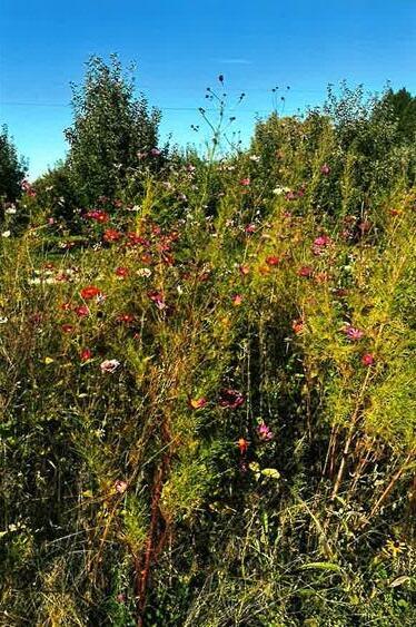 1360 Friday Road Coloma MI 49038