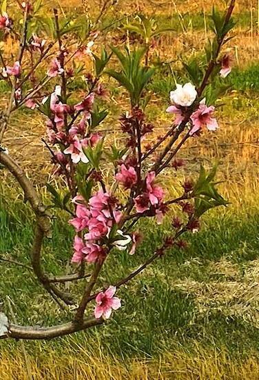 1360 Friday Road Coloma MI 49038