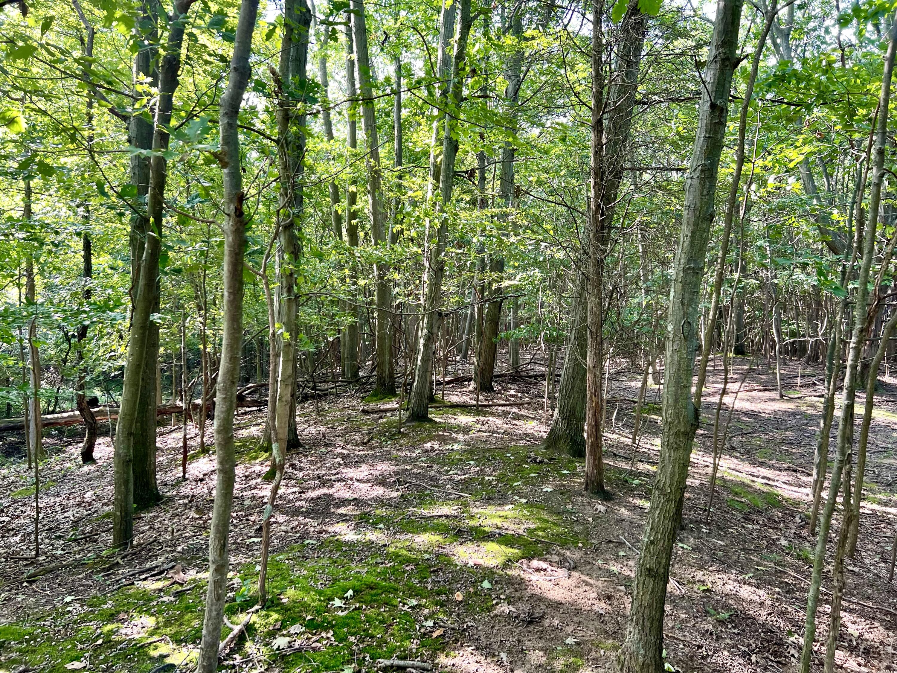 1735 N Darling Lane Fennville MI 49408