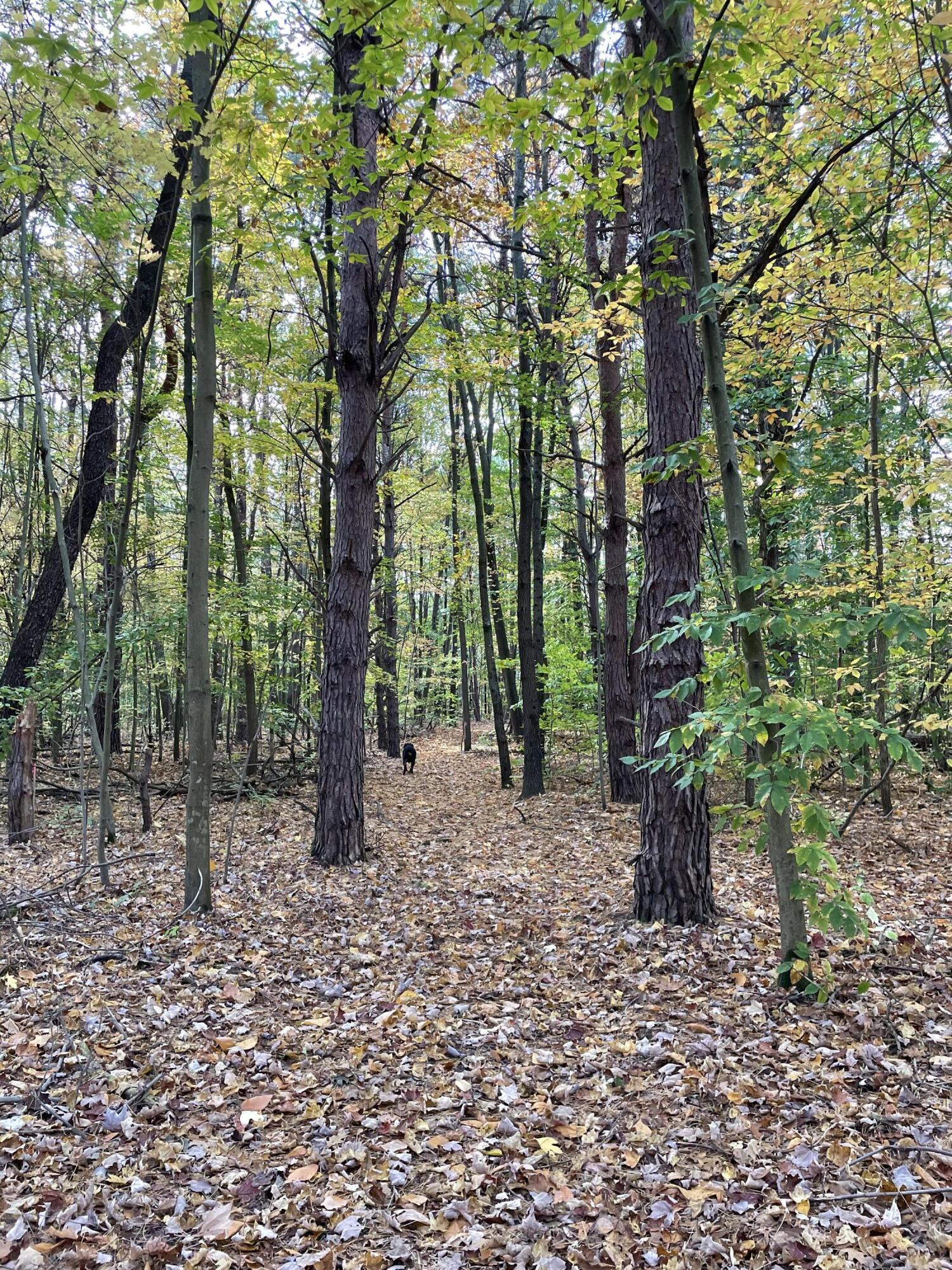 5837 Timber Bluff Trail Fennville MI 49408