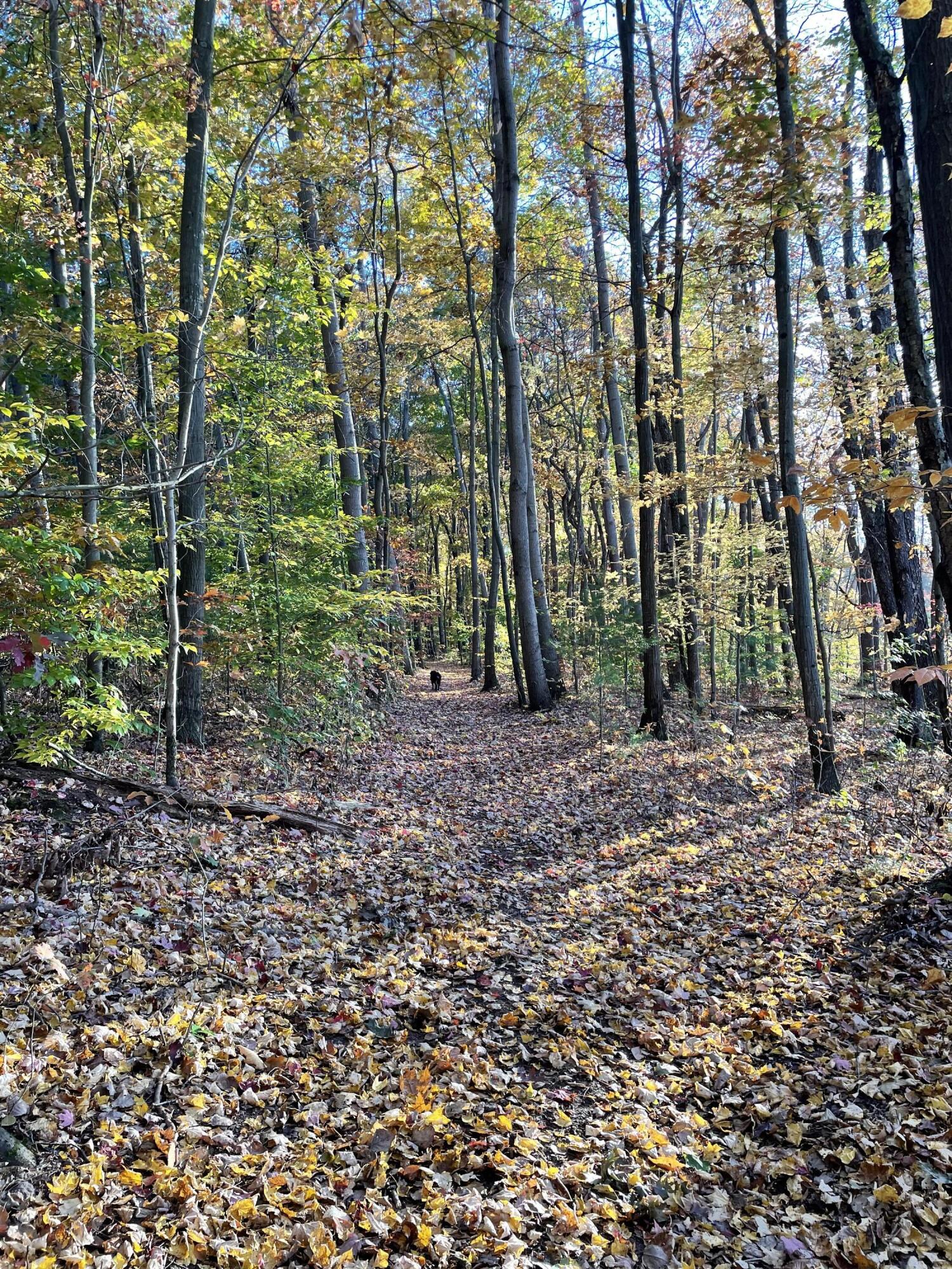 5837 Timber Bluff Trail Fennville MI 49408