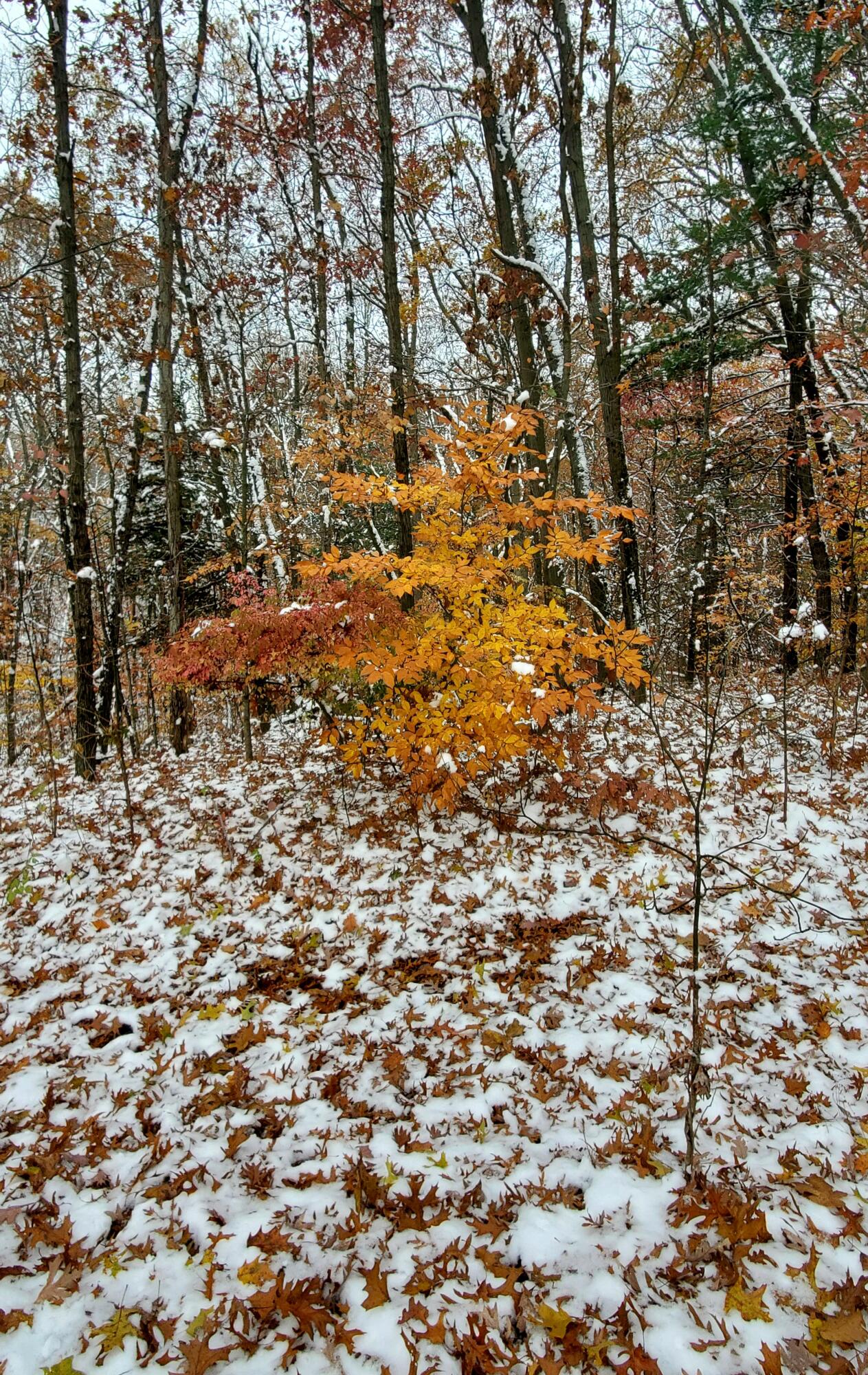 3821 118th Avenue Allegan MI 49010