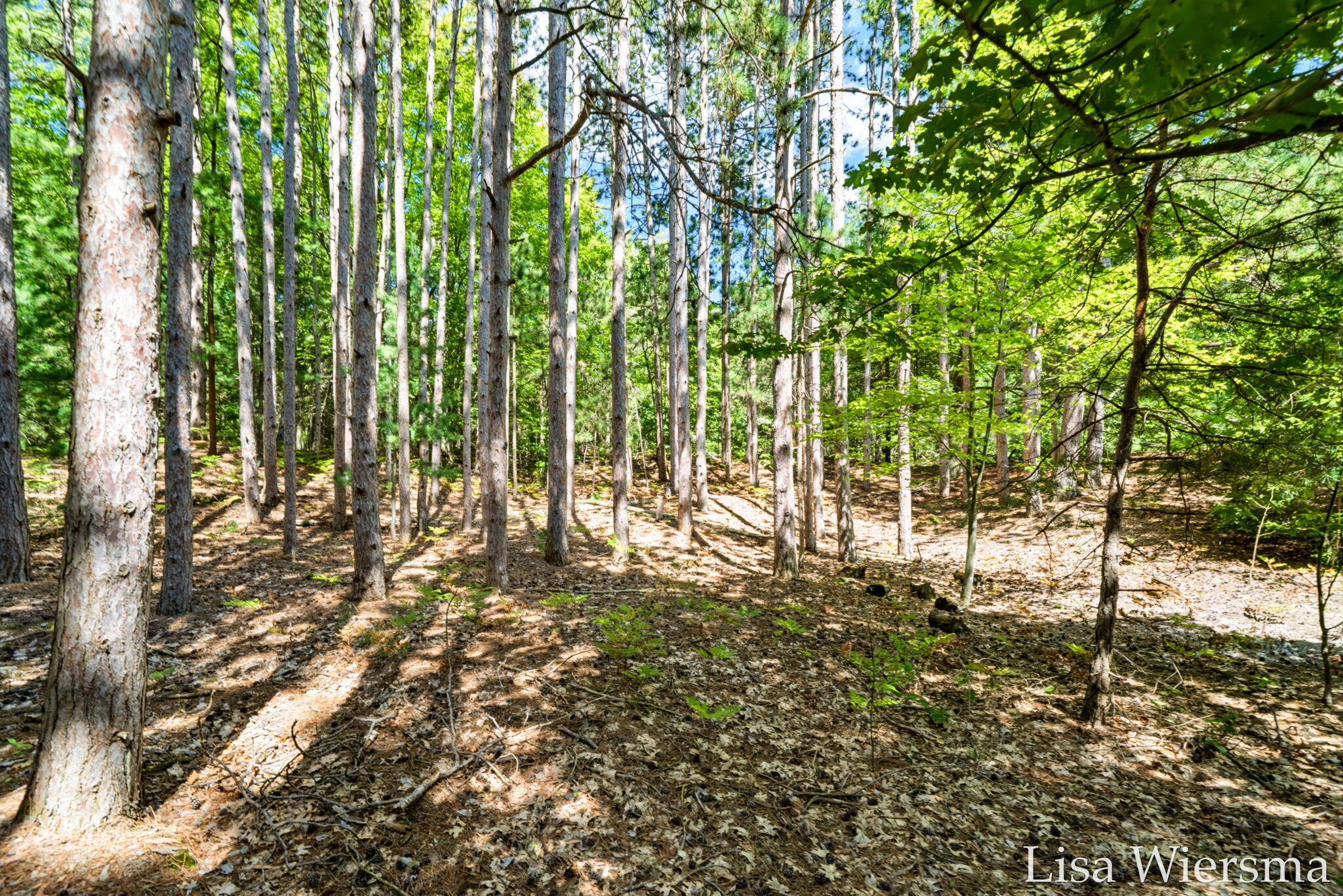 6572 Haines Lane West Olive MI 49460