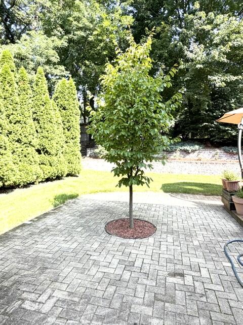 2147 Wooded Way Stevensville MI 49127