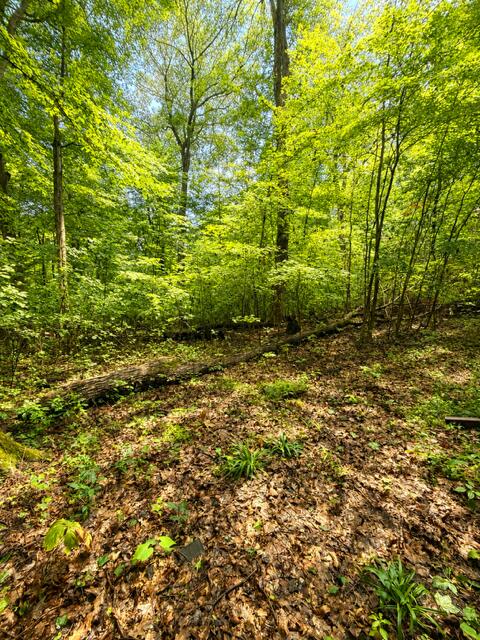 330 Charlestown Colony Buchanan MI 49107