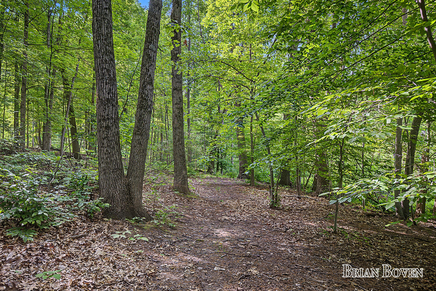 4383 Honey Creek Avenue NE Ada MI 49301