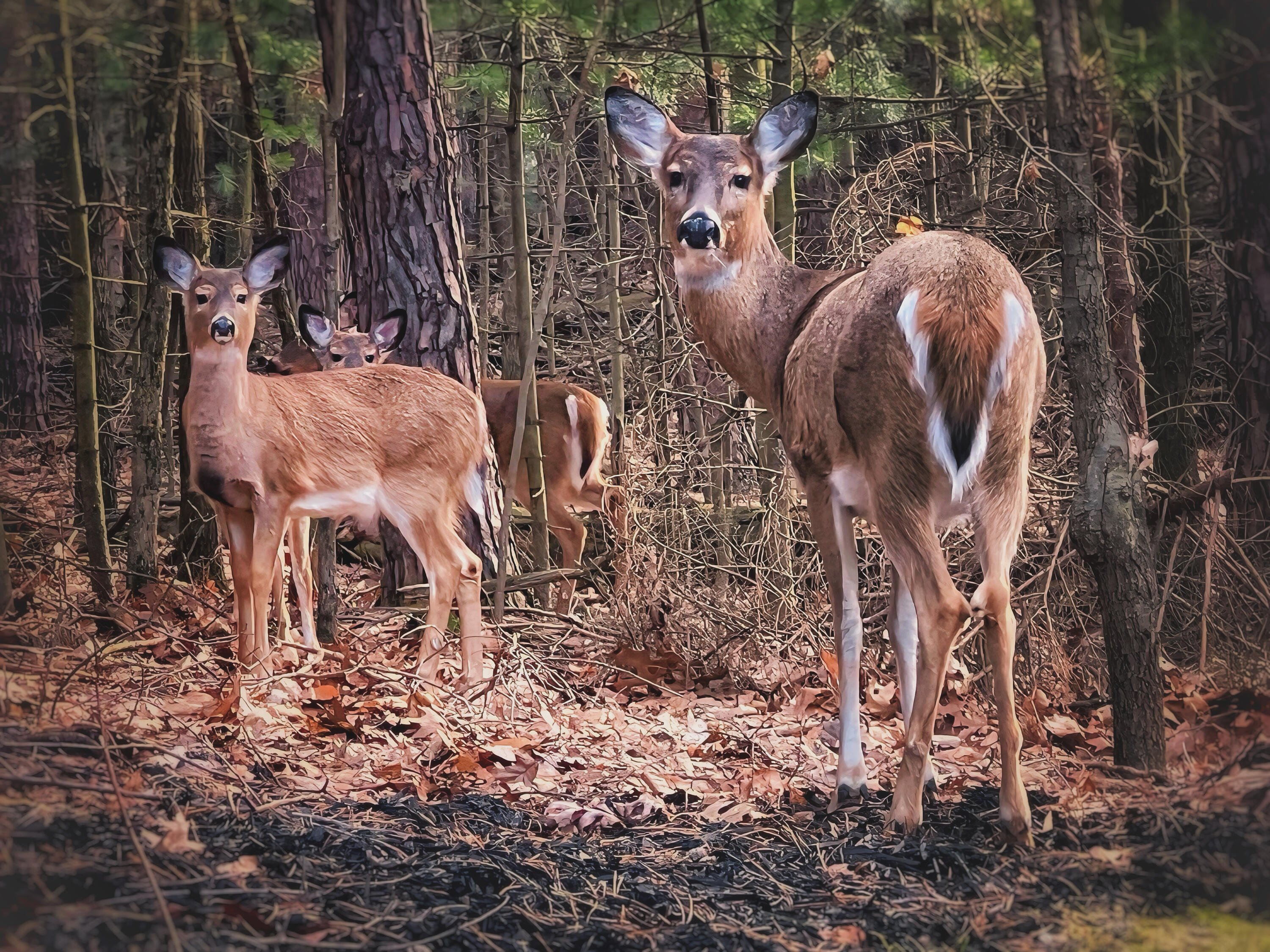 2100 Timber Point Drive SE Ada MI 49301