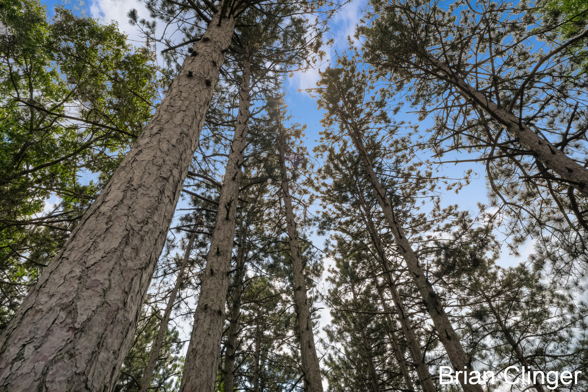 8160 Wilderness Trail NE Ada MI 49301
